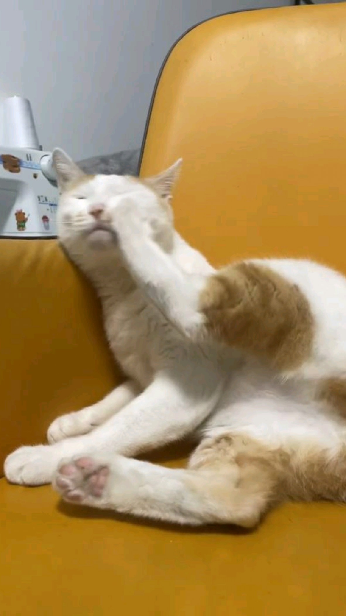 猫jiojio:脑子你还行不行?看看能不能把你踹醒