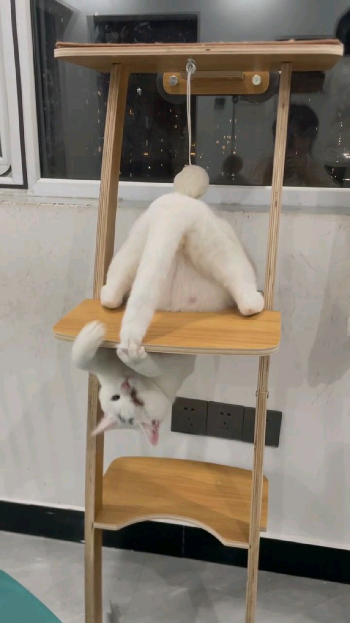 谁家小猫这样玩尾巴?