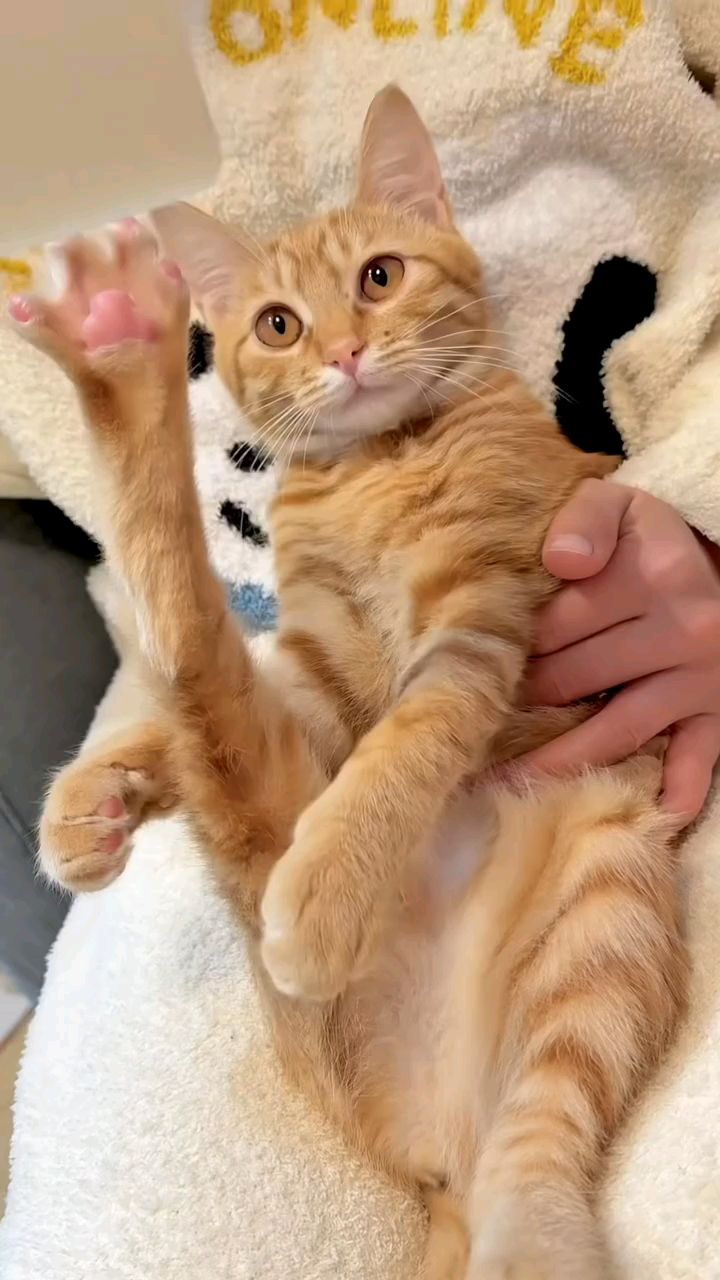 猫:我举jiojio赞成!