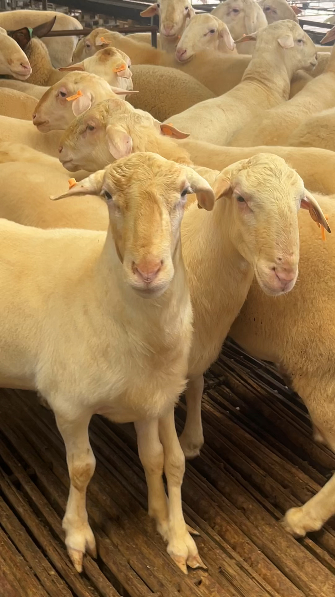 正在配种的湖羊种公羊