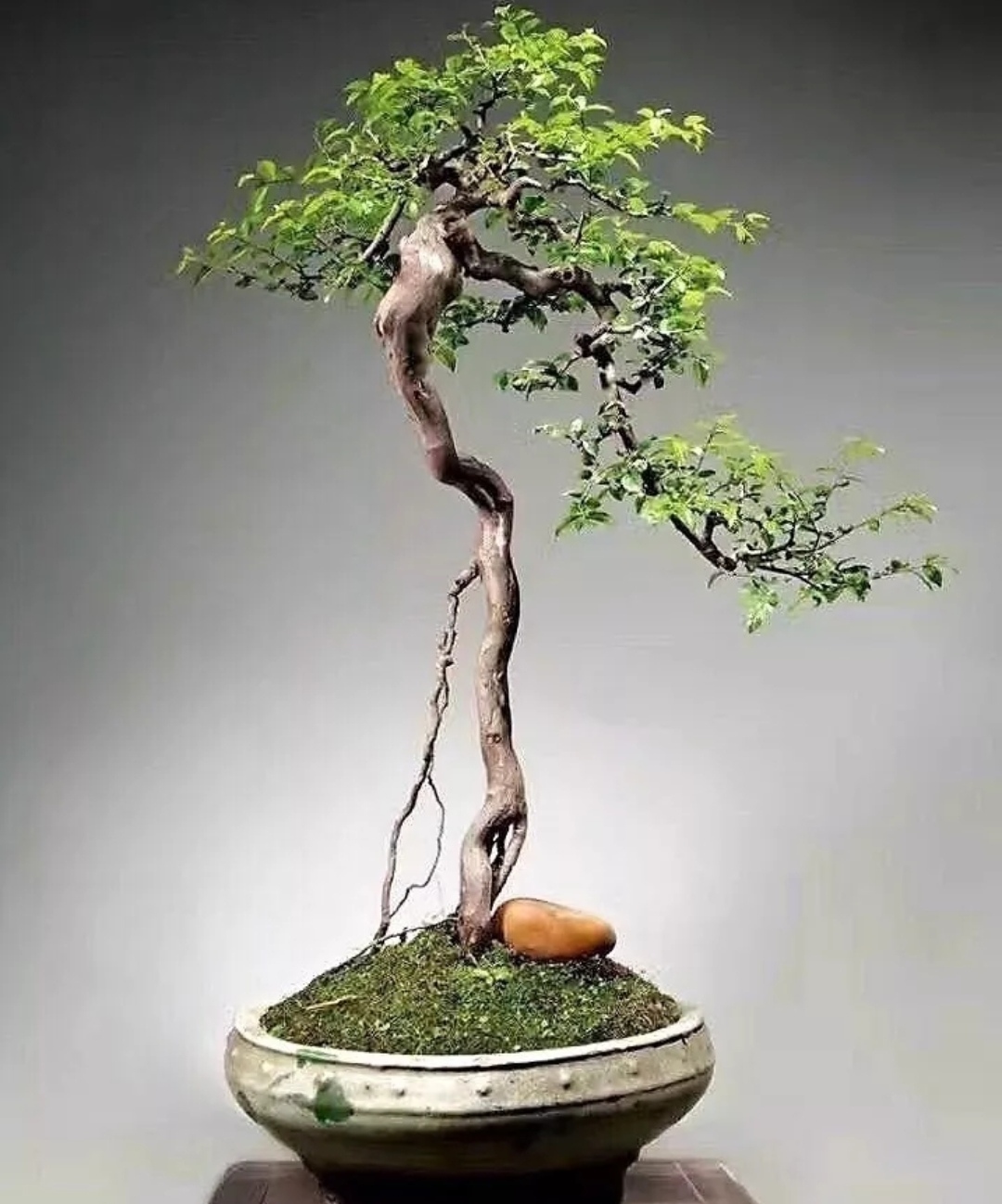 八,作吓=钐 盆景弹弓叉盆景造型图片赵庆全盆景图片蜗牛造型根艺盆景