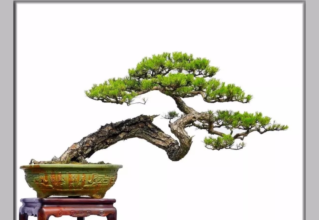 八,作贤岵弊 盆景贵妃长寿松可以养成扇子吗图片卧杆回头式盆景图片