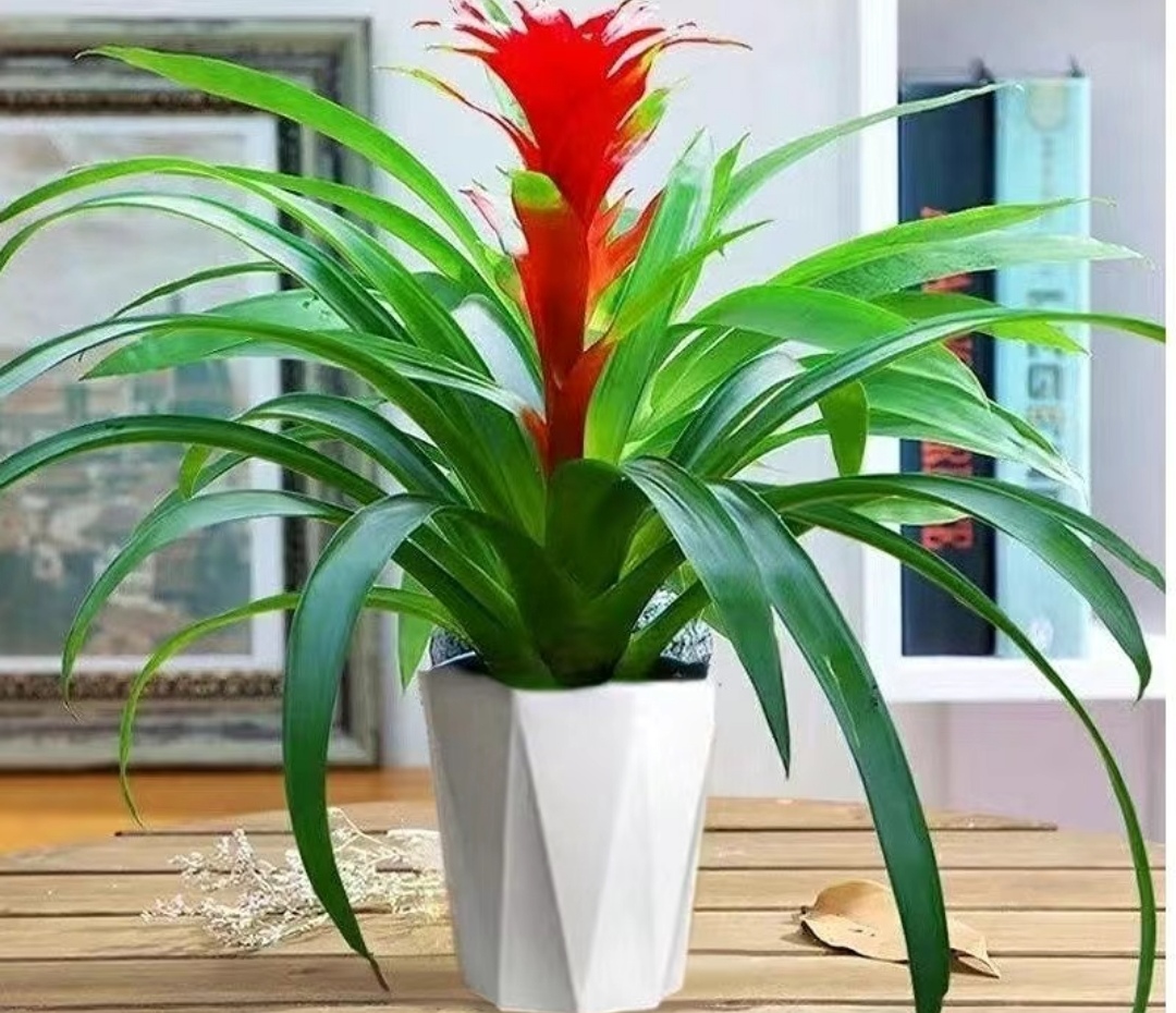 鸿运当头即凤梨科水塔花属植物,以下是其养护方法:光照管理