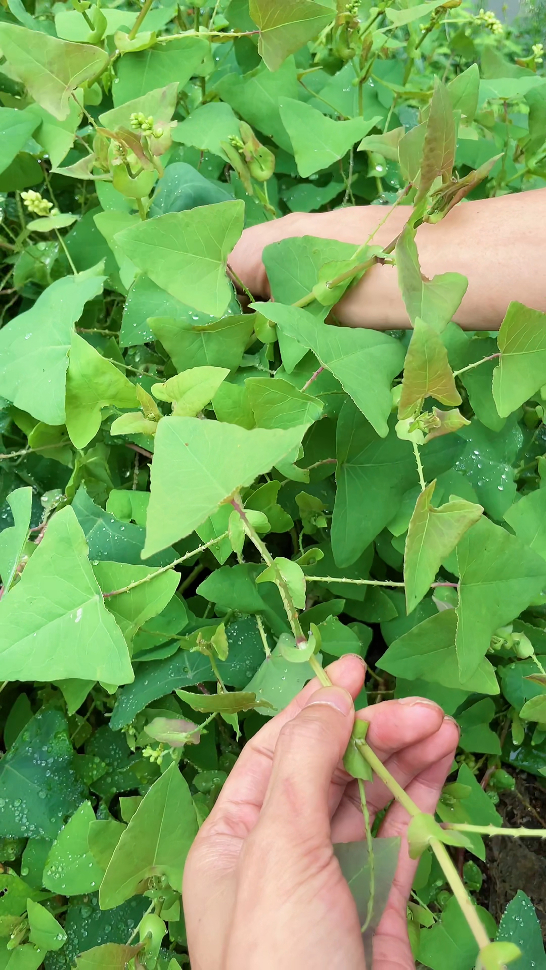 蛇不见草药的功效图片