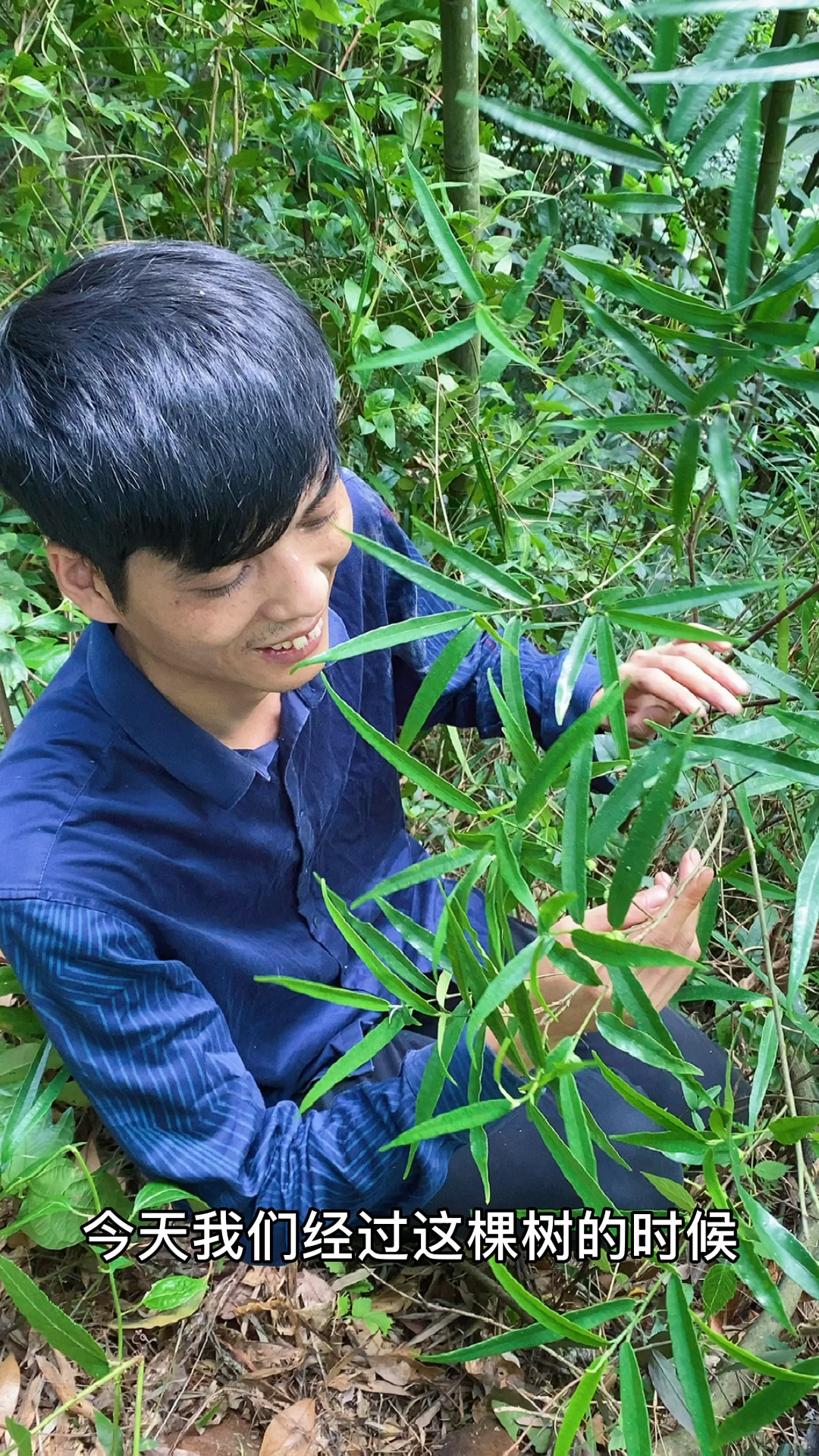 农村有一种植物叫白花牛奶根