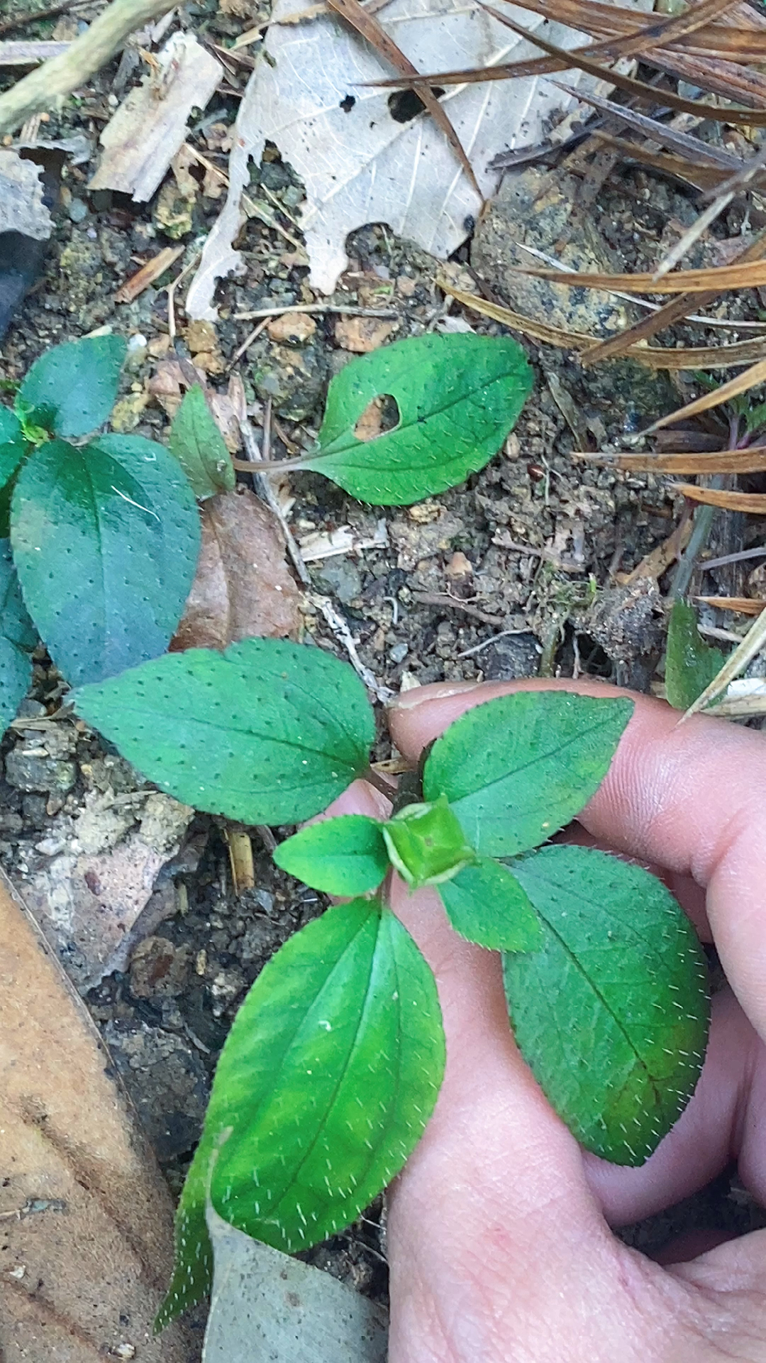 野生风柜斗草又叫风谷草