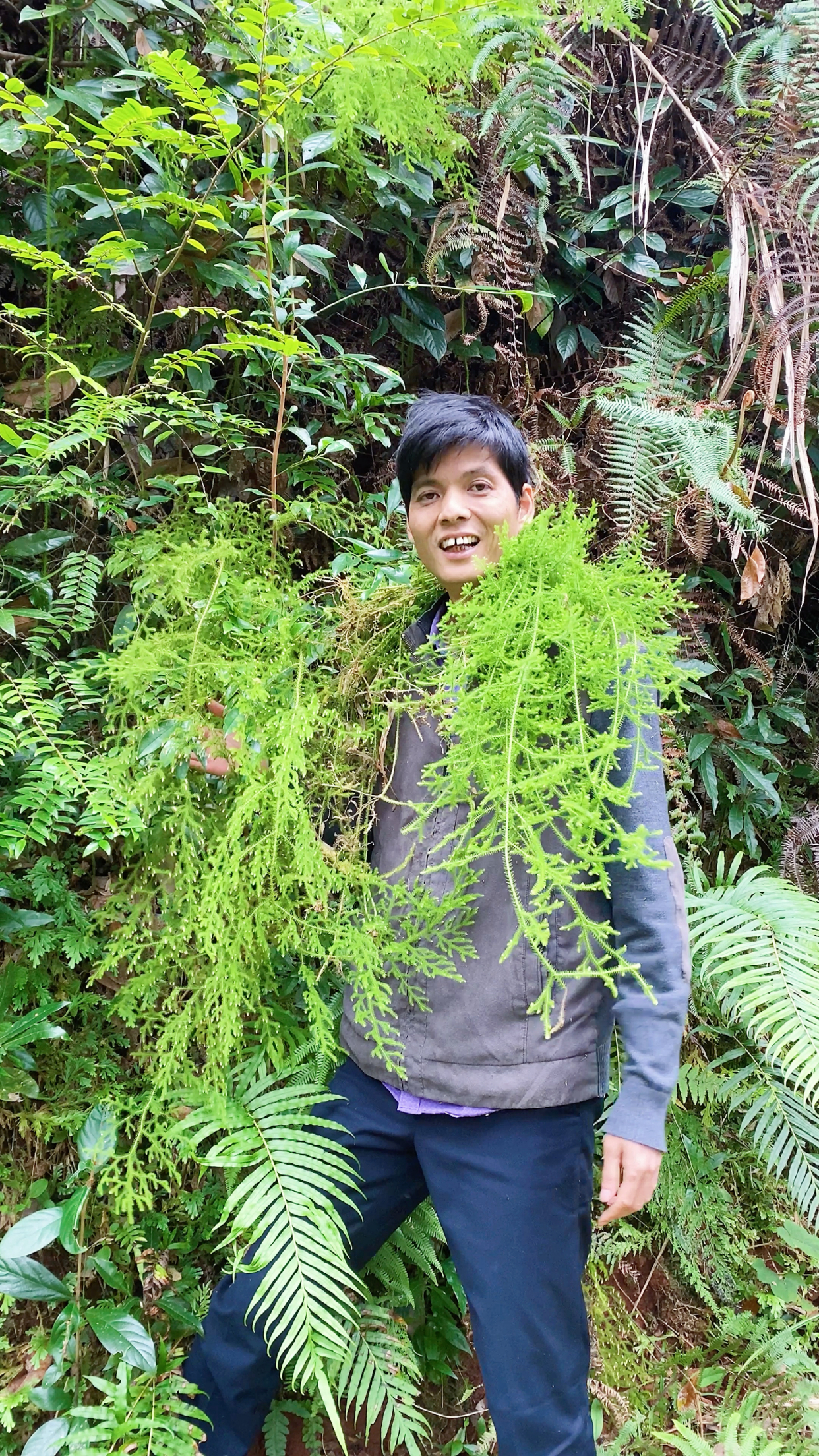 伸筋草又叫石松,它的价值很高,你懂它的价值吗?