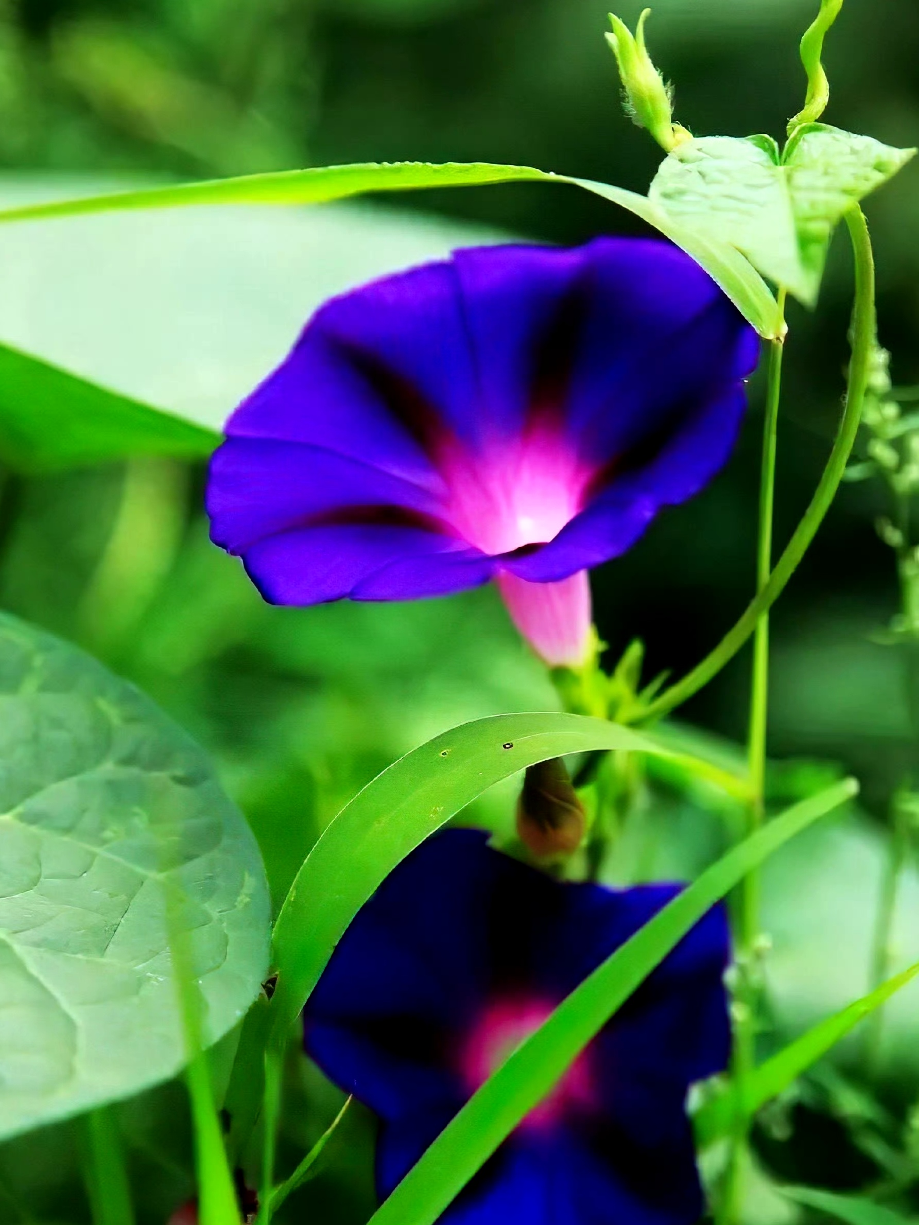 牵牛花的样子图案图片