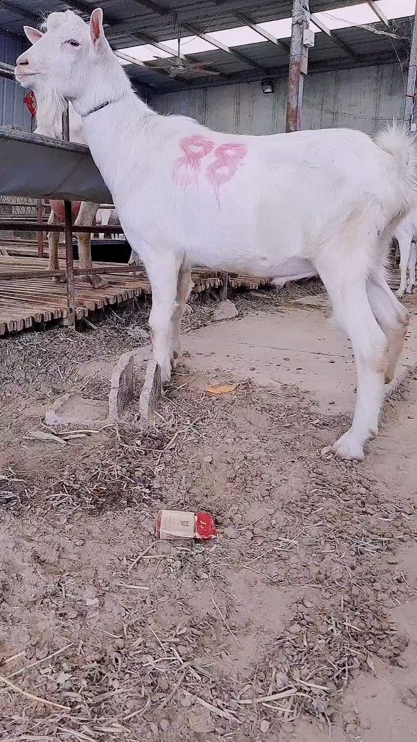 萨能奶山羊种公羊的价格