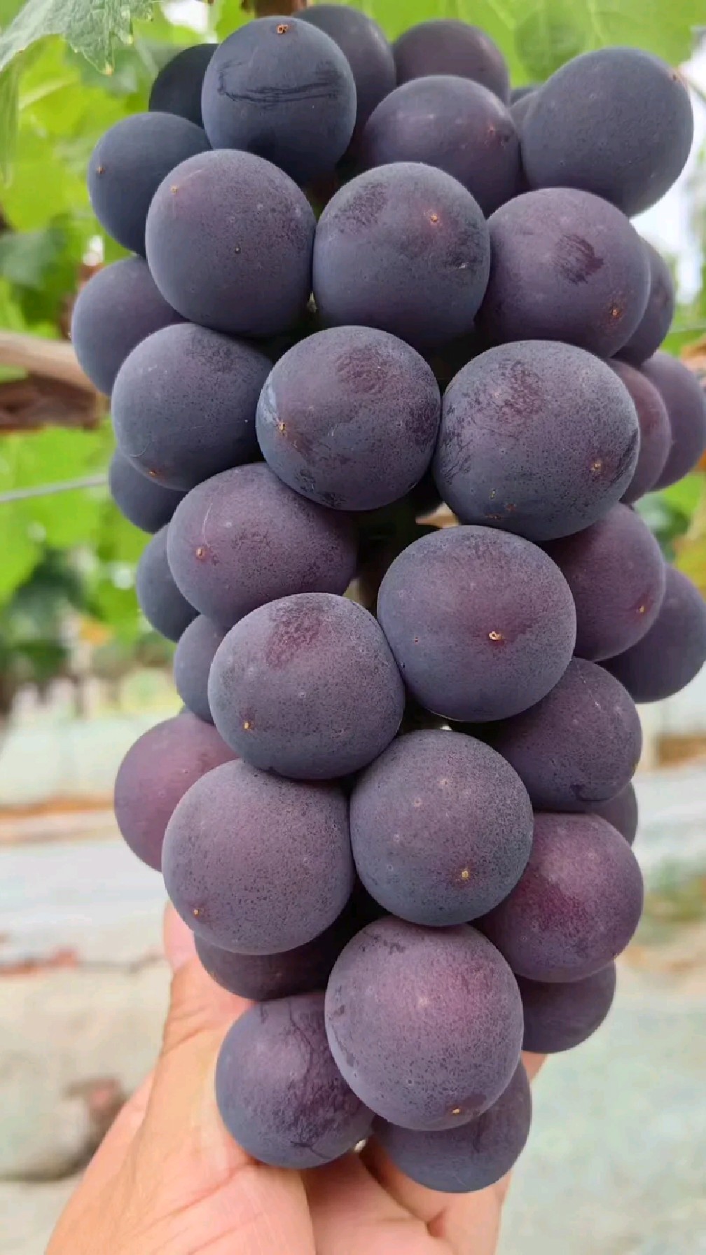 甬尤一号大粒早熟葡萄苗正在现挖发苗适合大棚露天种植