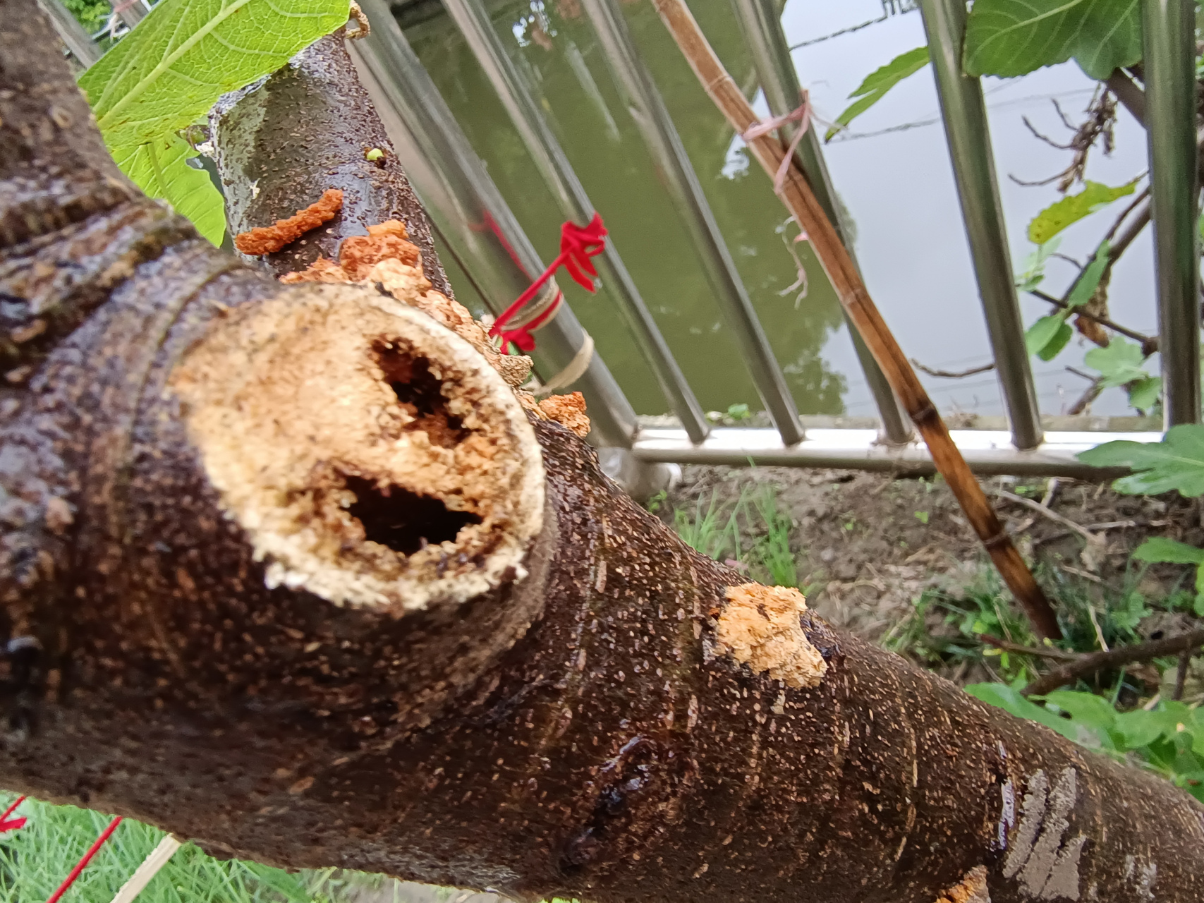 无花果树太容易生蛀虫了,不知道有什么好办法,再这样下去,整棵树要蛀