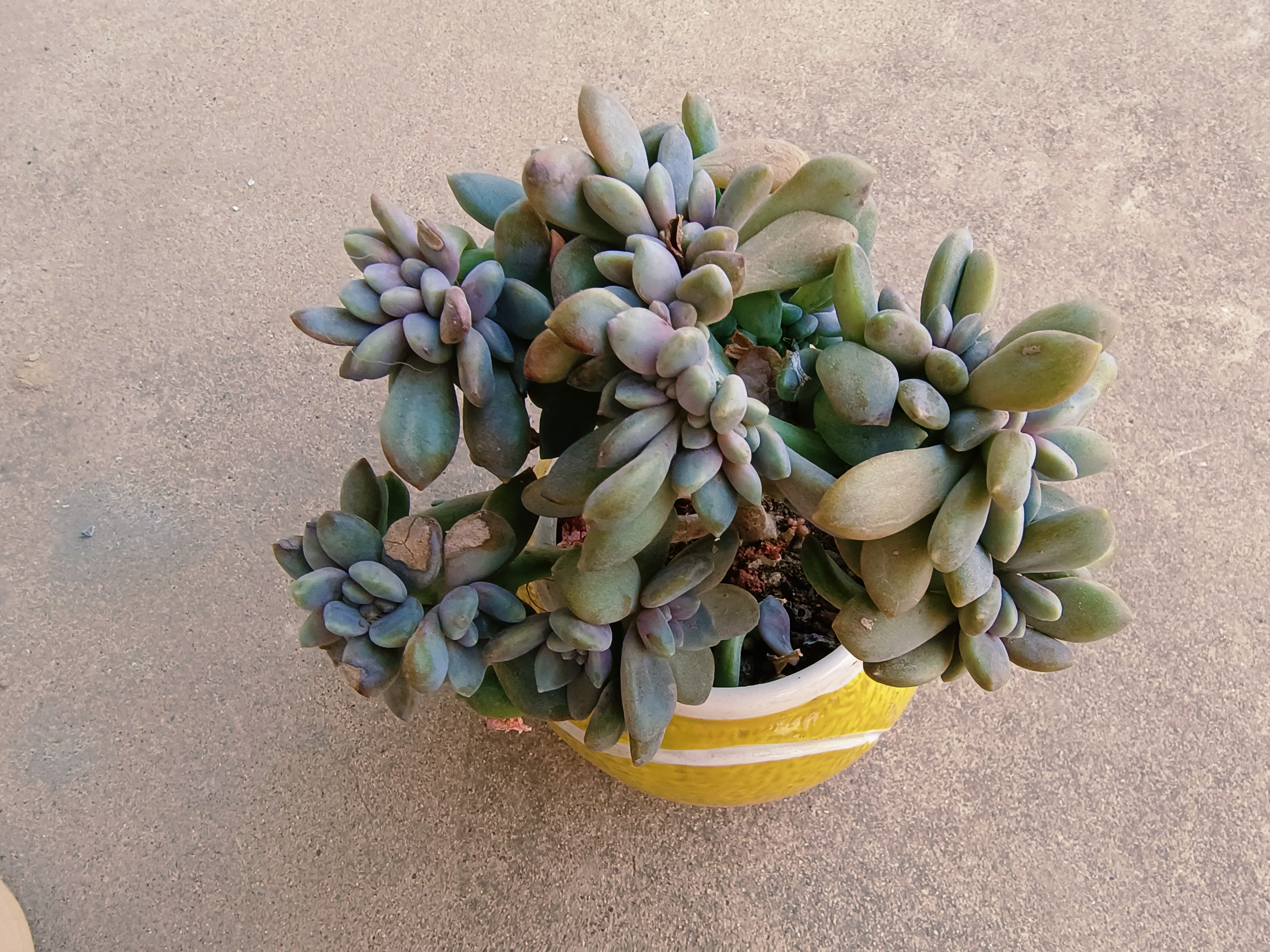 缀化的多肉真好看