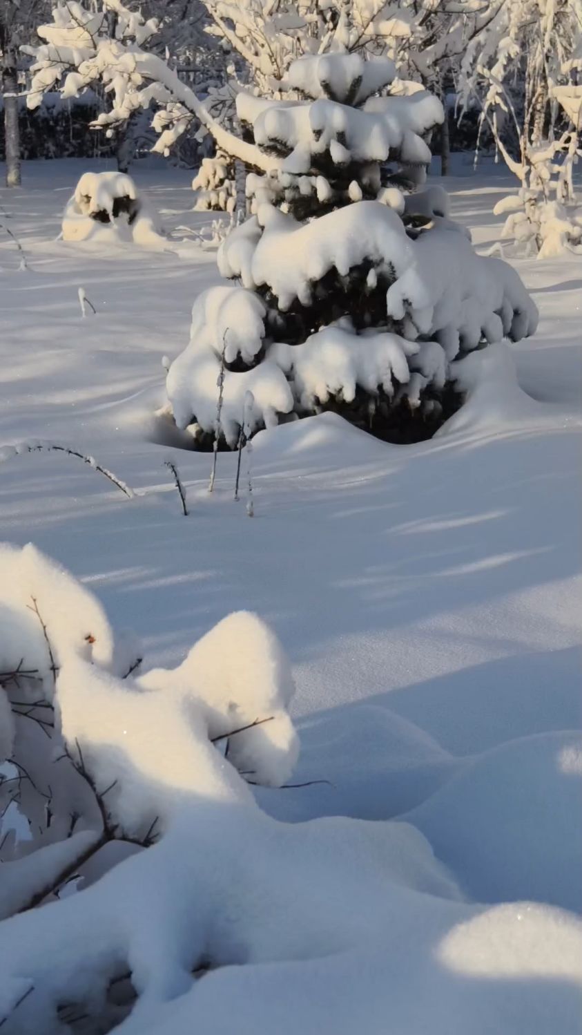 树上的雪融化了图片