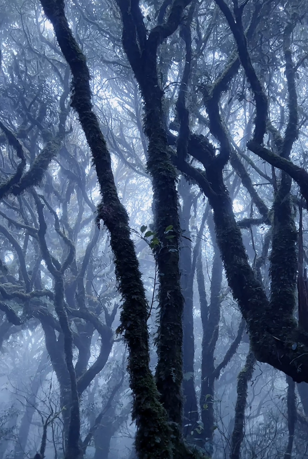 森林里不见阳光,到处弥散着一层薄雾,树木肆意生长,弯曲妖娆