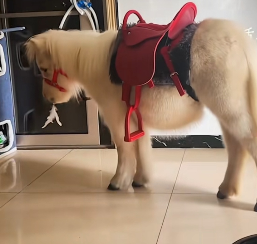 一位爸爸看到女儿喜欢小马宝莉,于是花了六万给女儿买回一匹真马