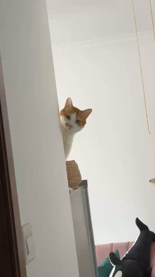 猫咪摩卡听见开门声,探出头来张望的样子太可爱了