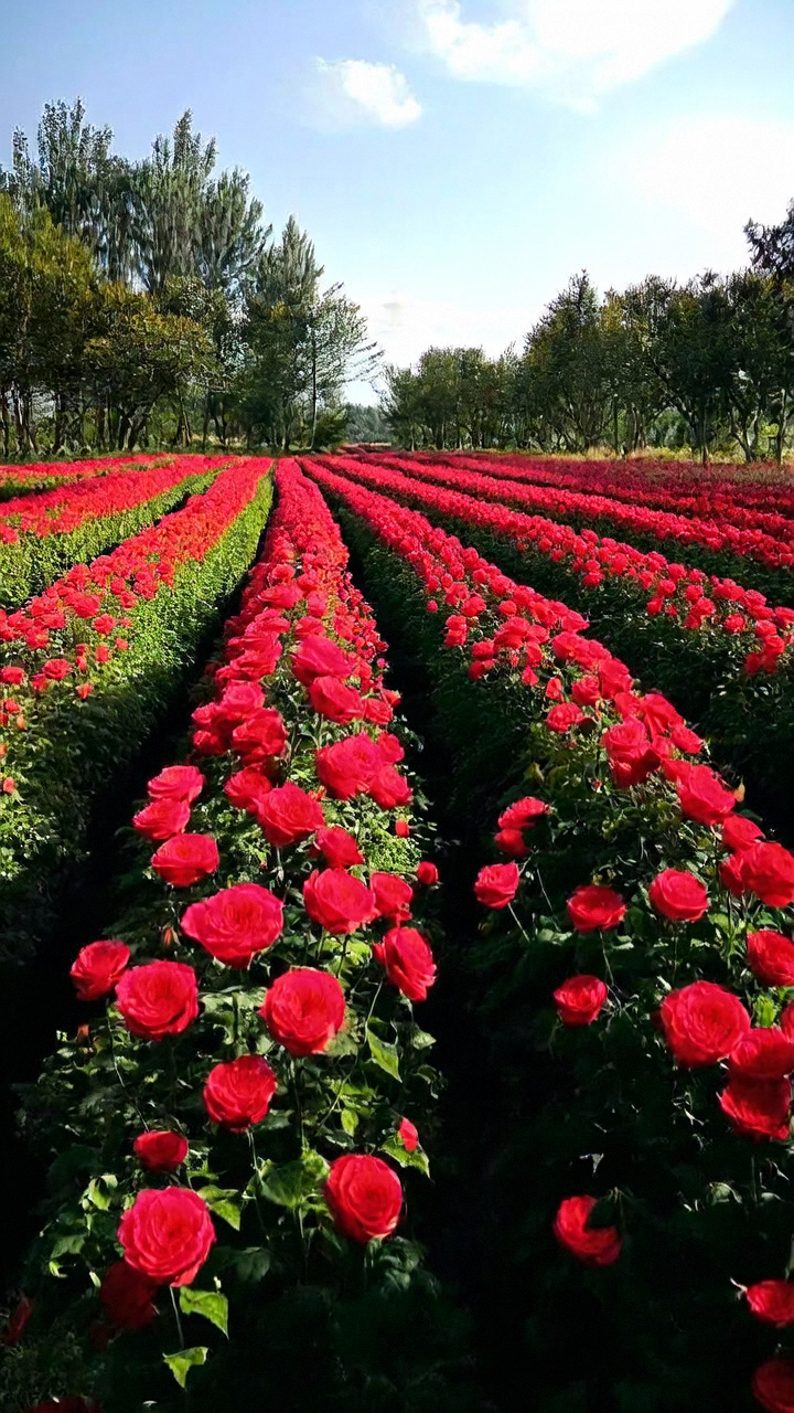 兴平月季花海图片