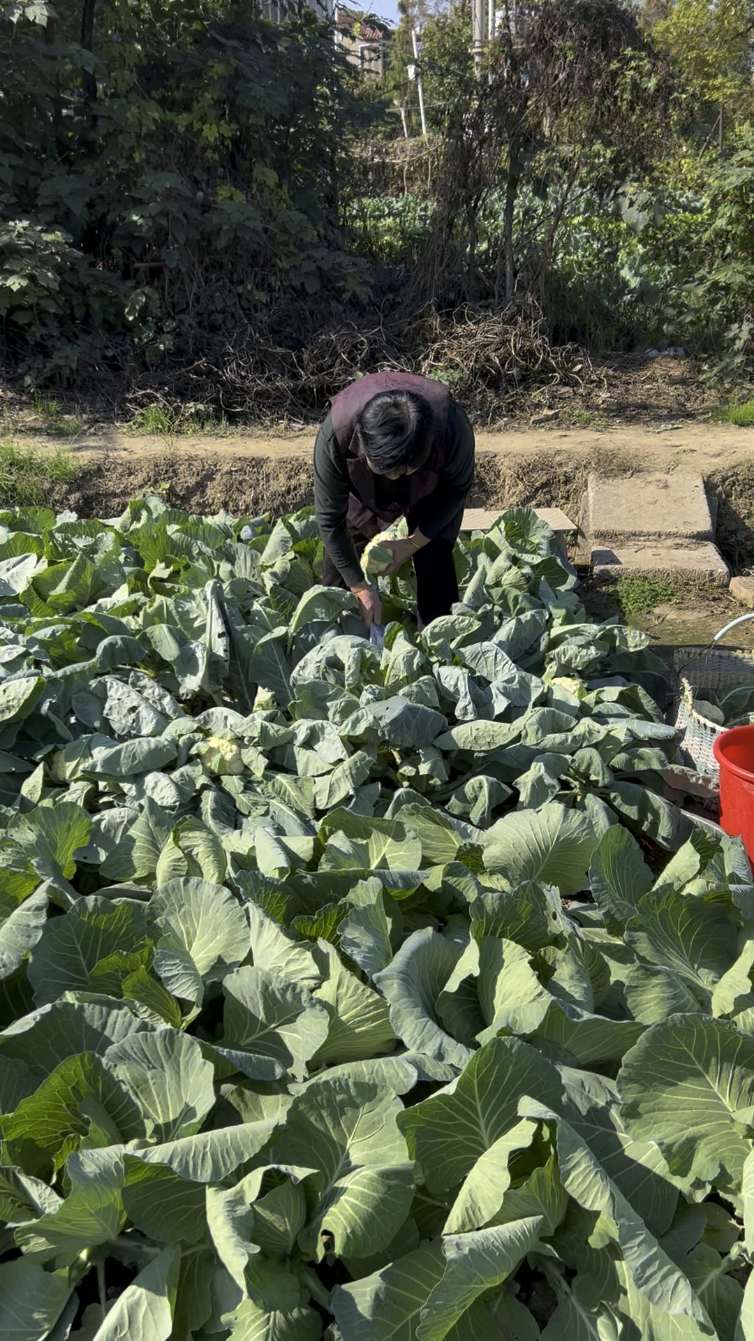 妈妈在农田里摘花菜,真的非常新鲜