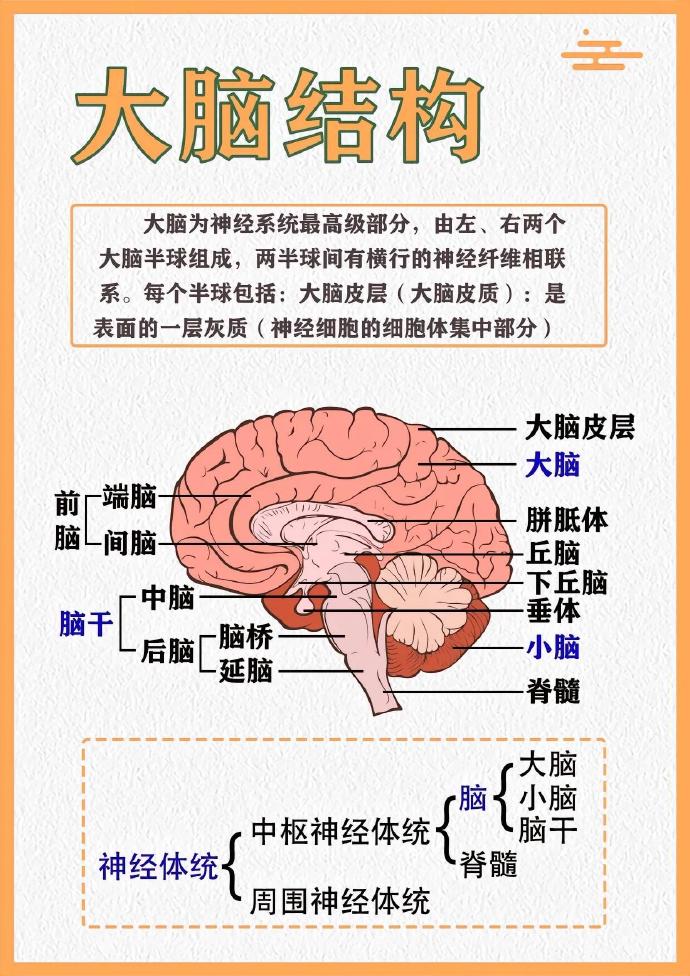 大脑的结构和分工,四图看懂