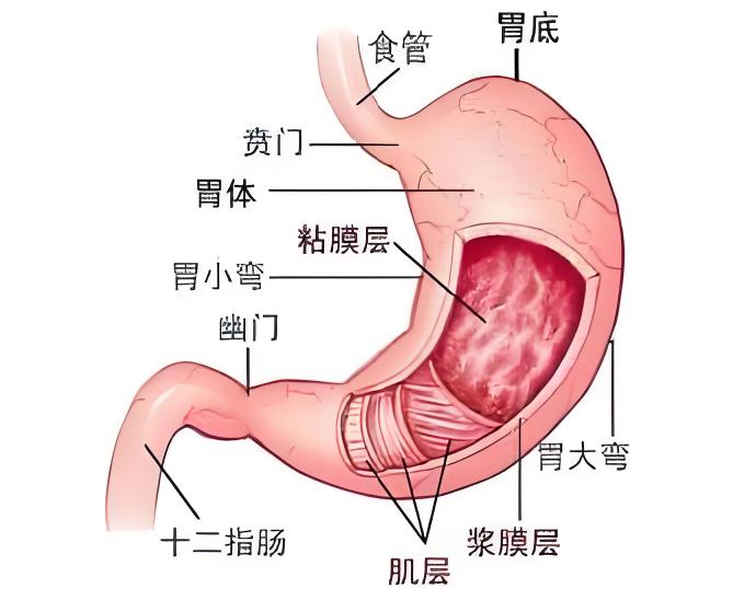 胃壁胃黏膜胃解剖结构图胃的结构图及各部位名称胃的解剖图胃部结构图