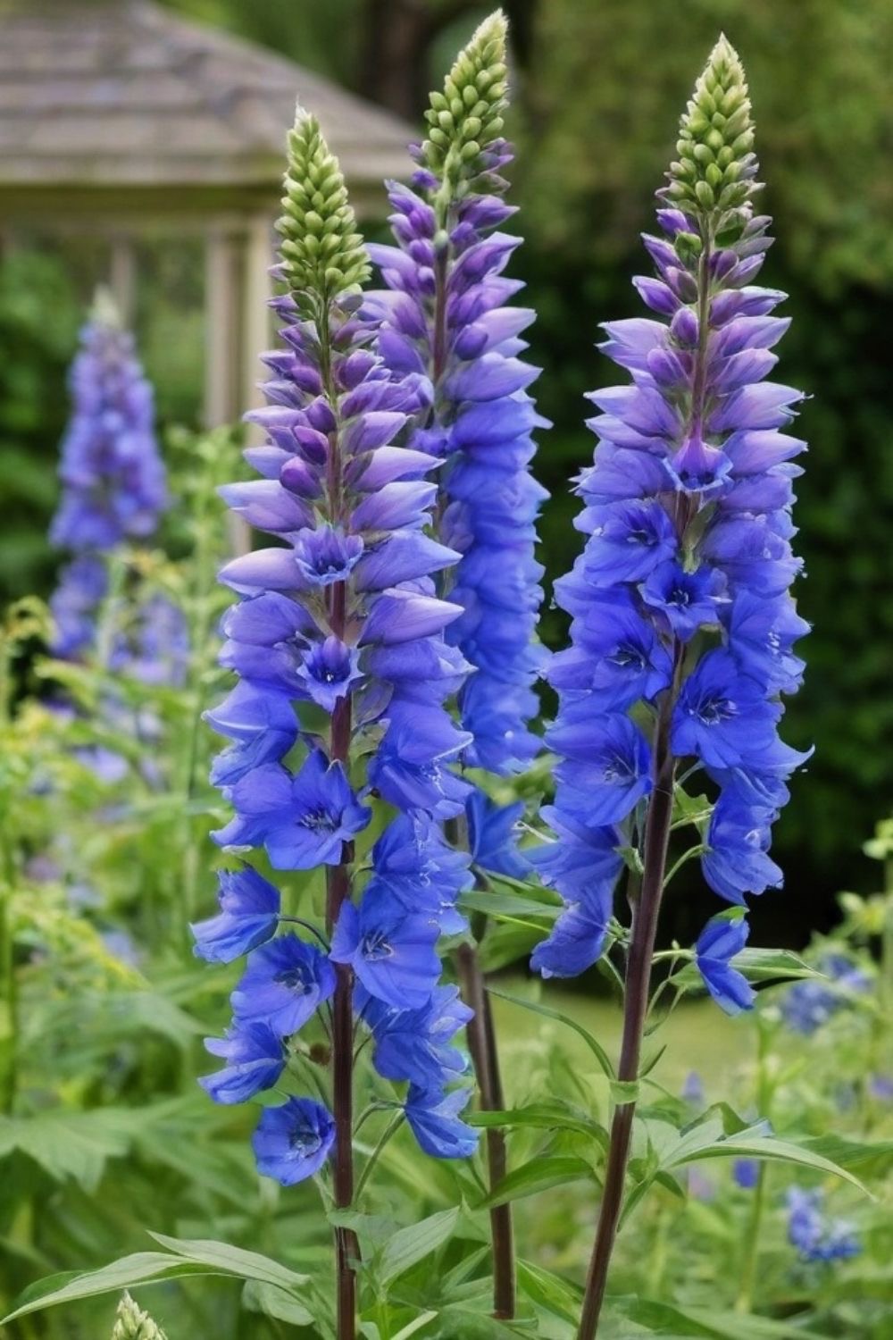 高翠雀花:勇敢追梦的绽放