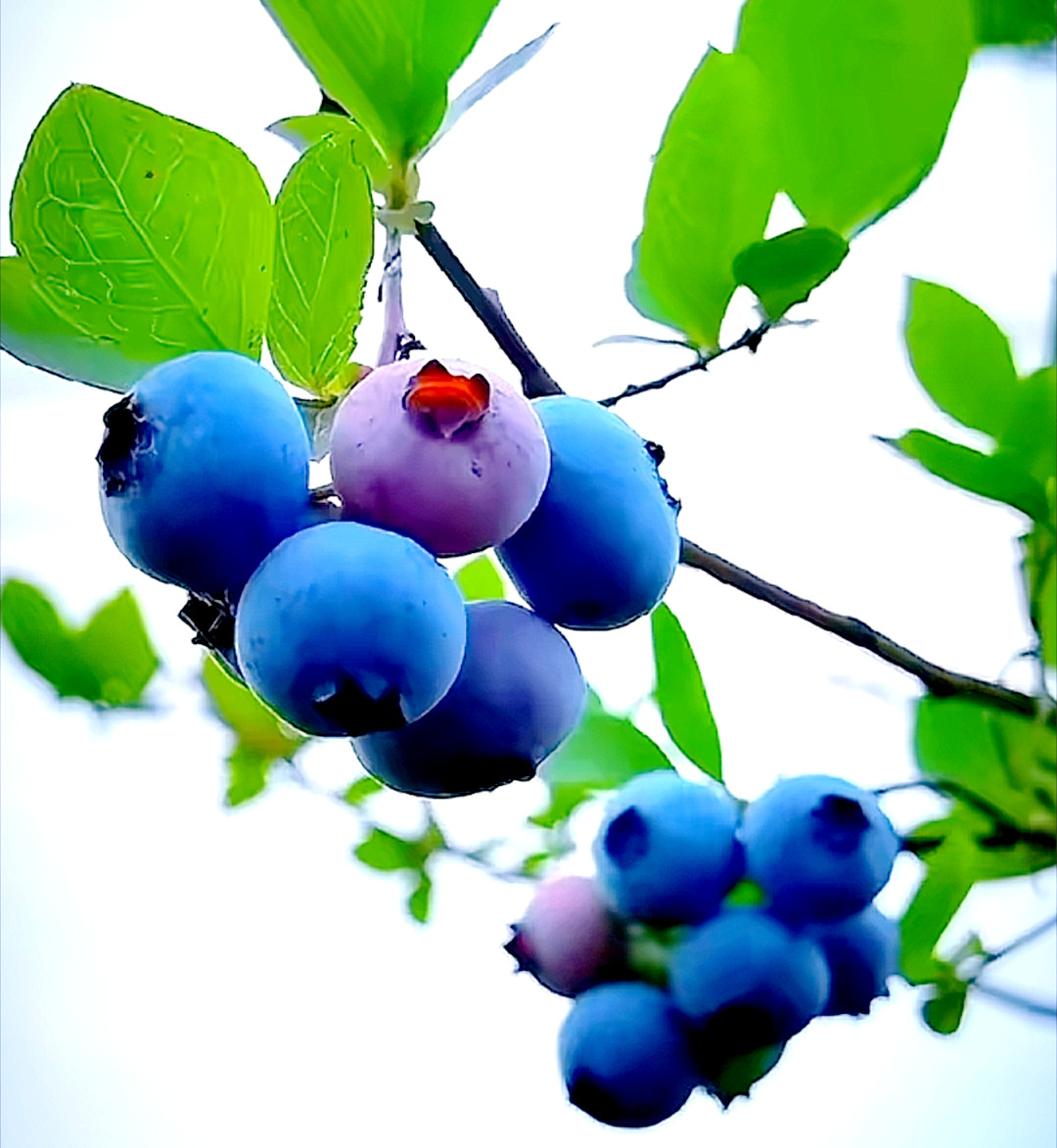 滴# #振兴新突破辽宁杠杠滴# 【农民丰收】辽宁省大连市:蓝莓迎丰收