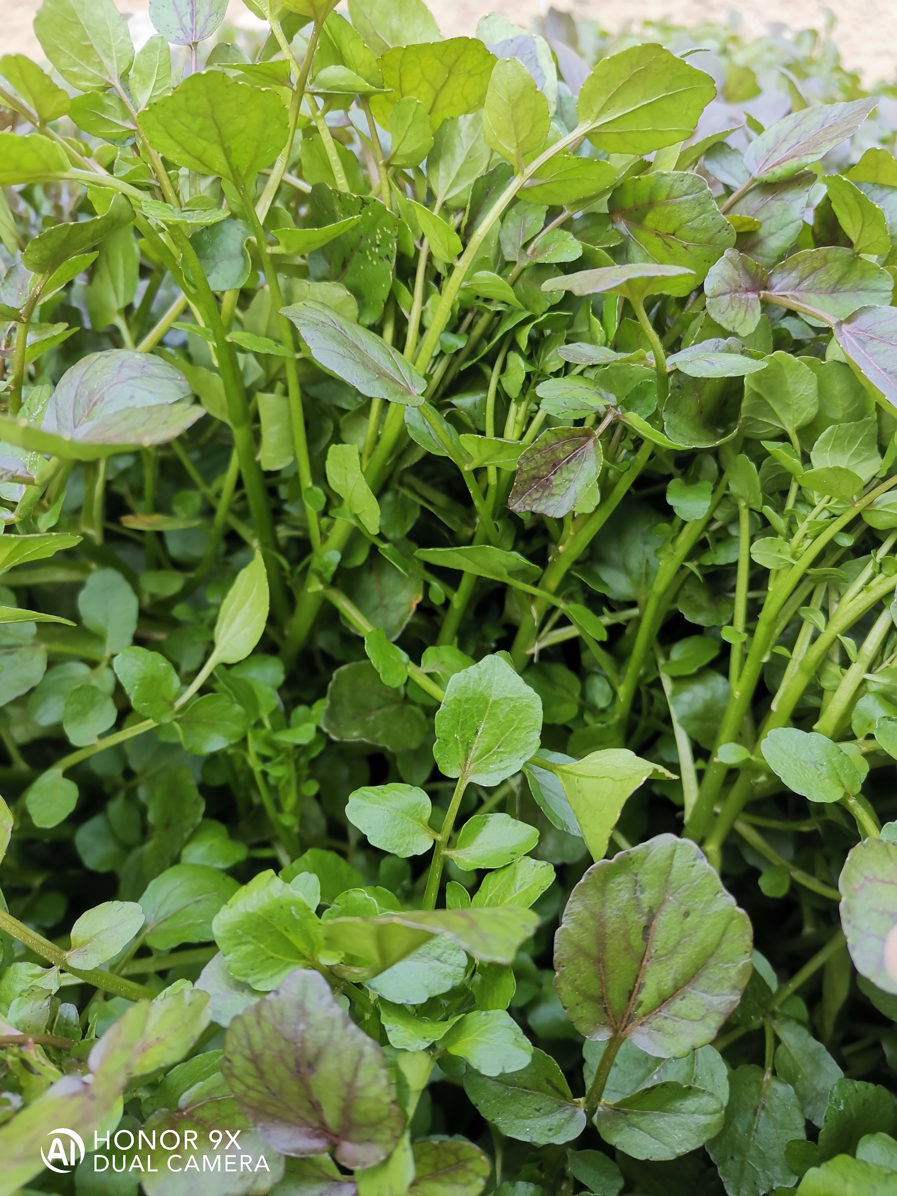 西洋菜富含纤维素,也含有多种营养物质,它还有清热解毒的功效