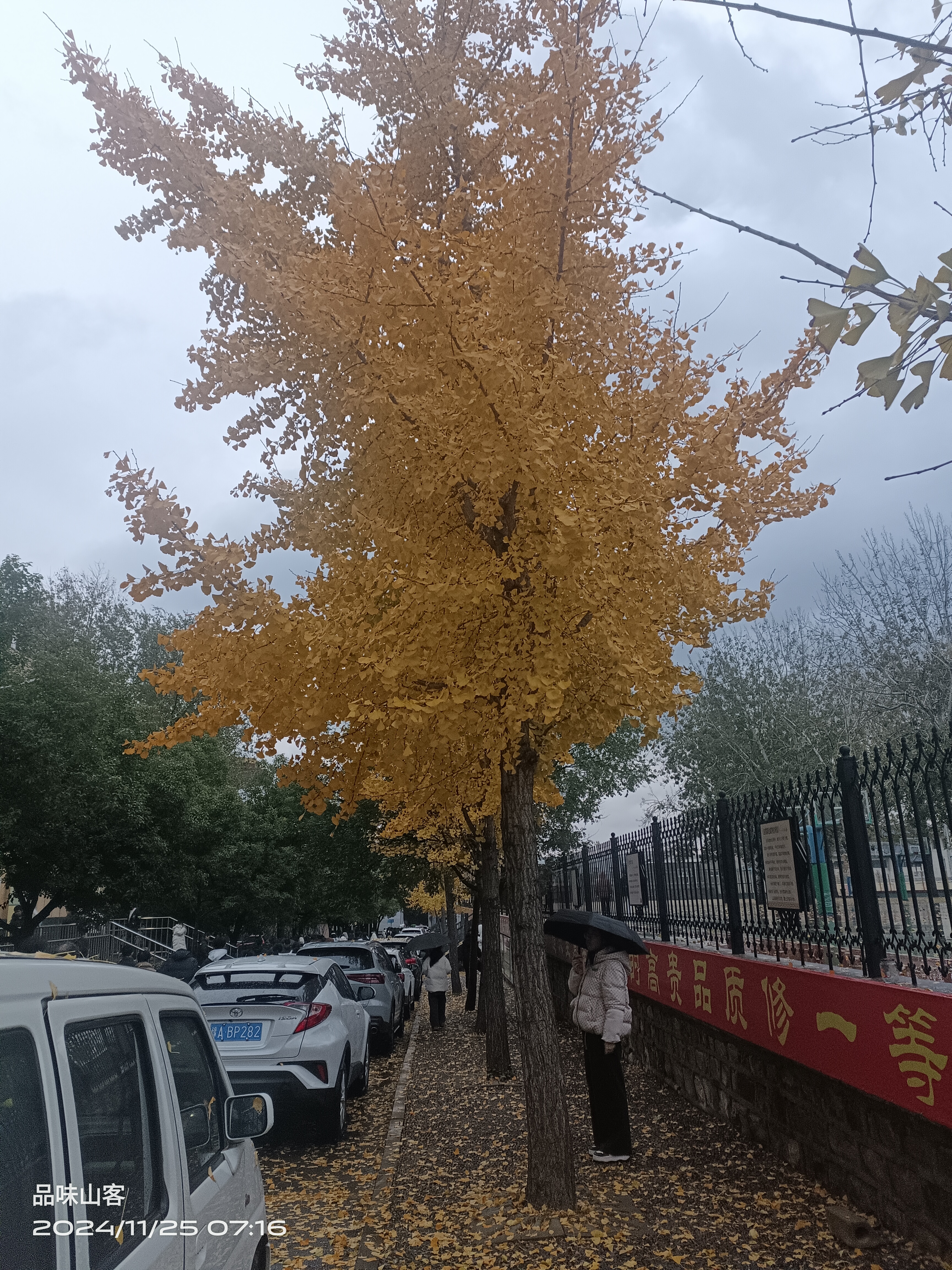 银杏:出色与凋落  人羡我 一身黄金富 怎知我 一生苦打拼 到老来 金灿