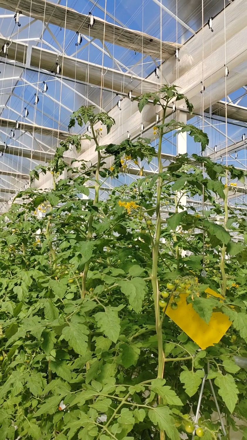 新手种植大棚(新手种植大棚蔬菜会不会亏本)