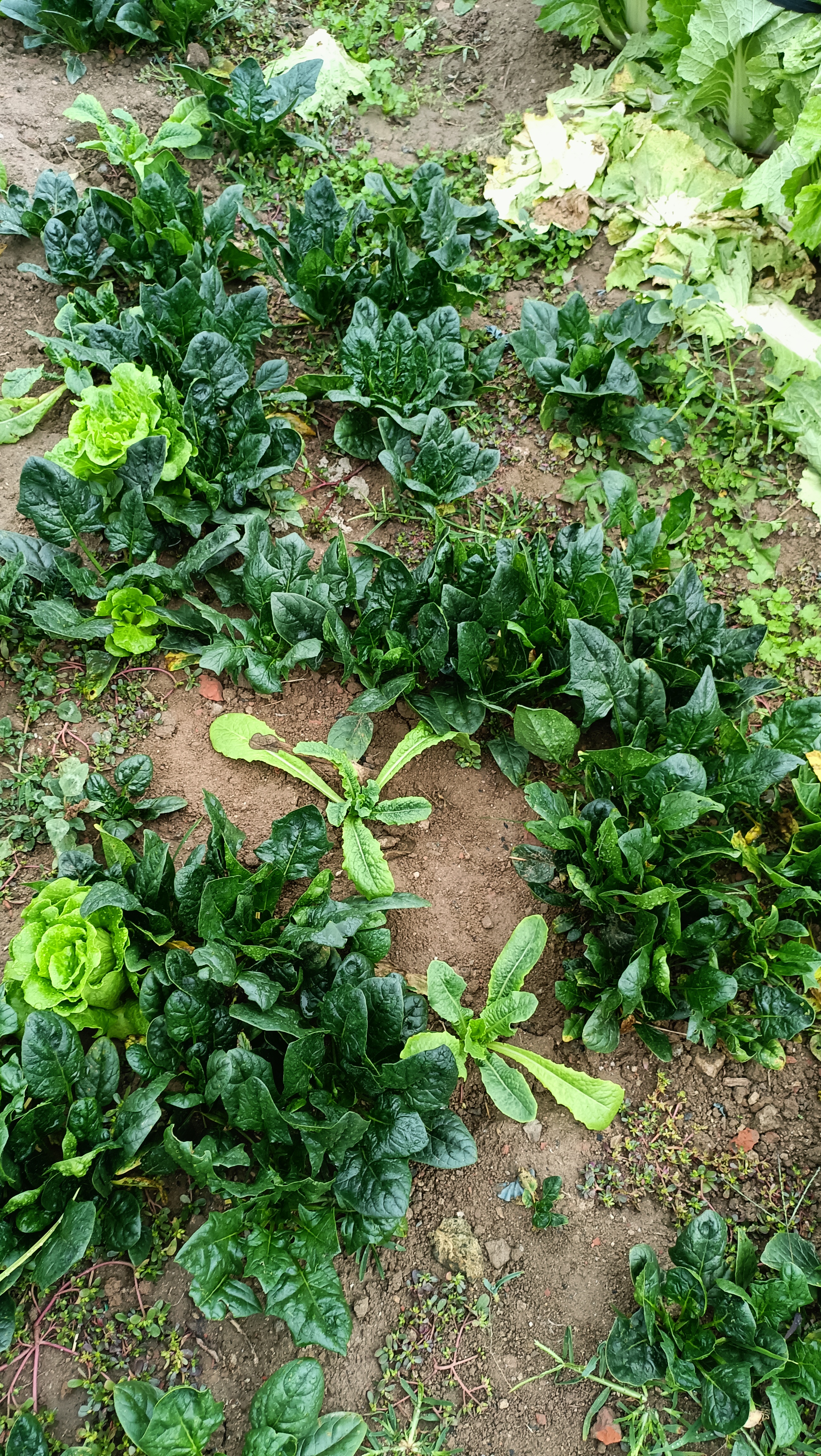 我发现一个比割韭菜更炸裂的事