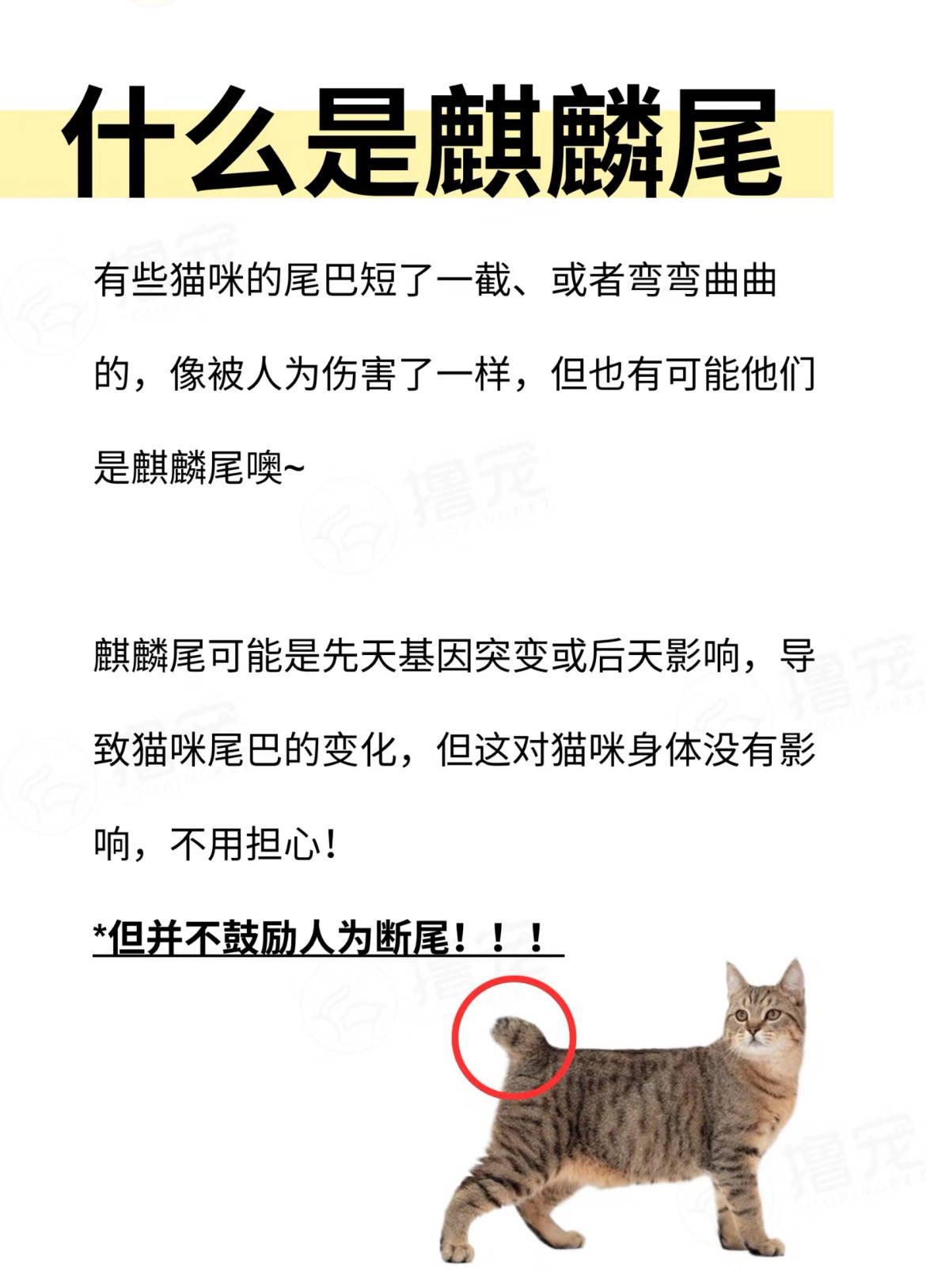 猫麒麟尾招财图片