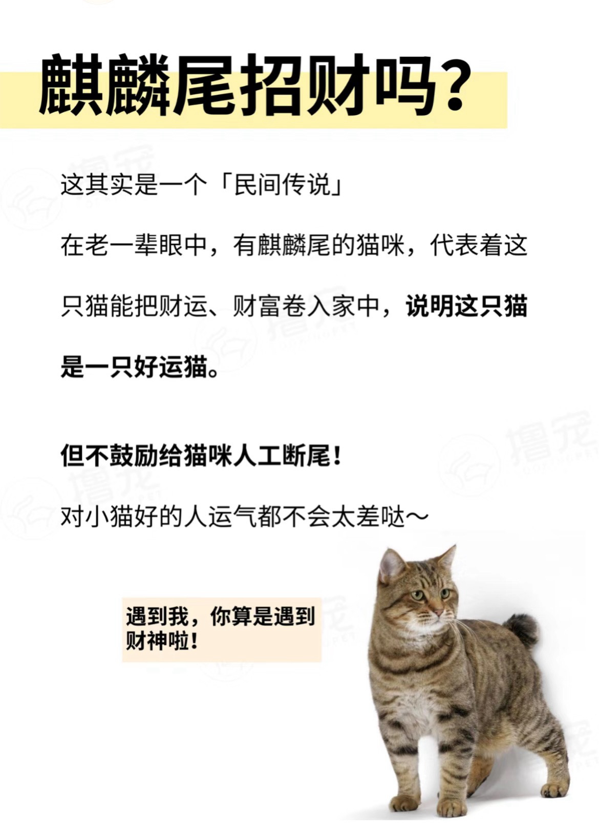 猫麒麟尾招财图片