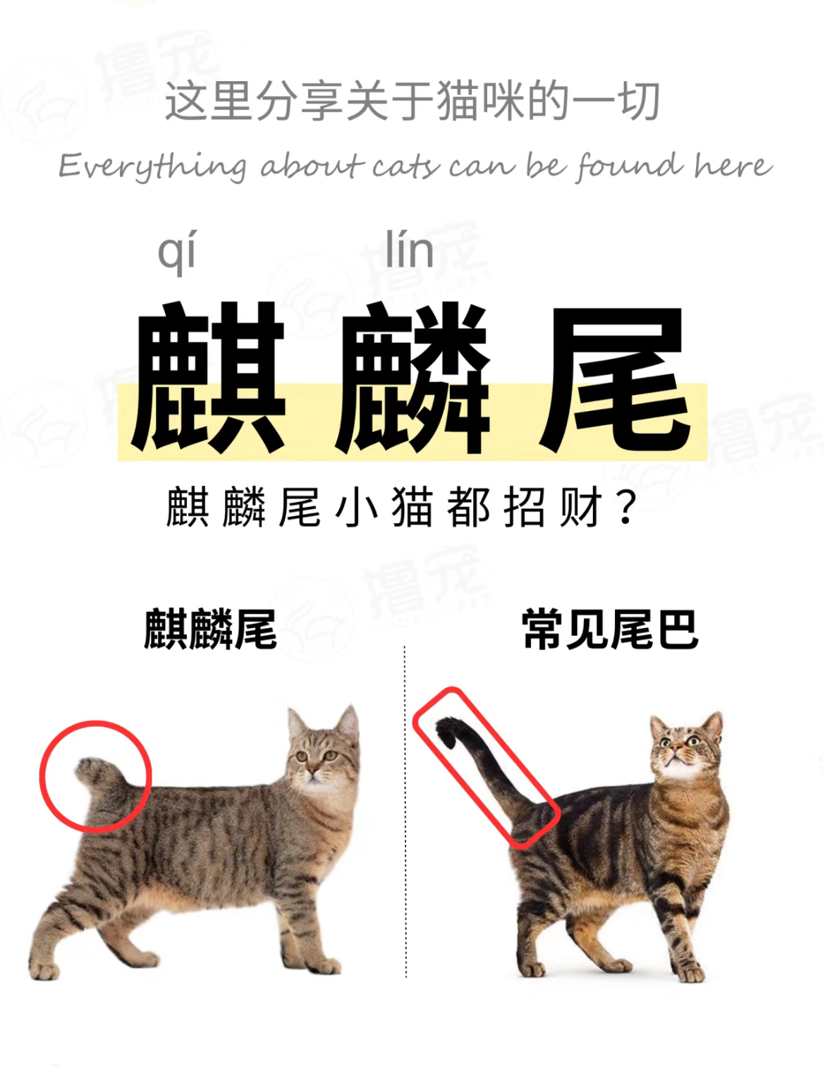 猫麒麟尾招财图片