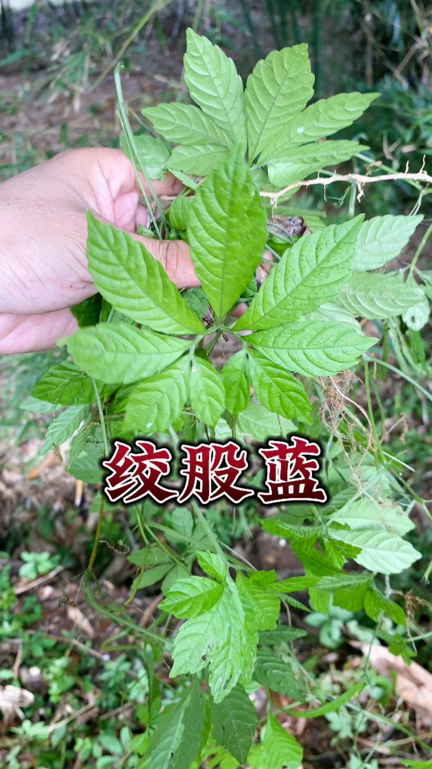 广东绞股蓝茶叶礼盒代价
（绞股蓝茶的功效与作用视频）《绞股蓝茶百度百科》