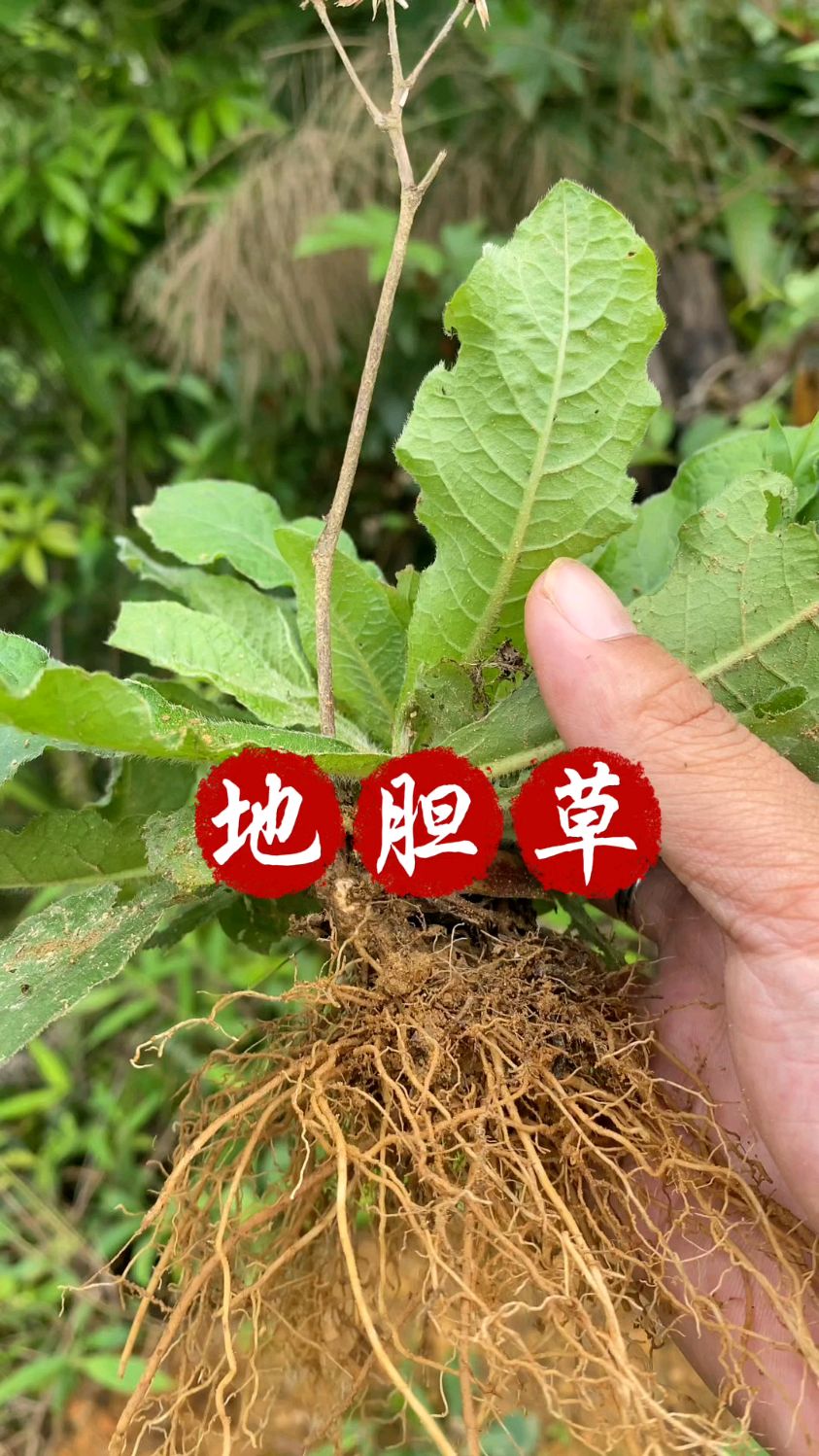 狗胆草的图片图片