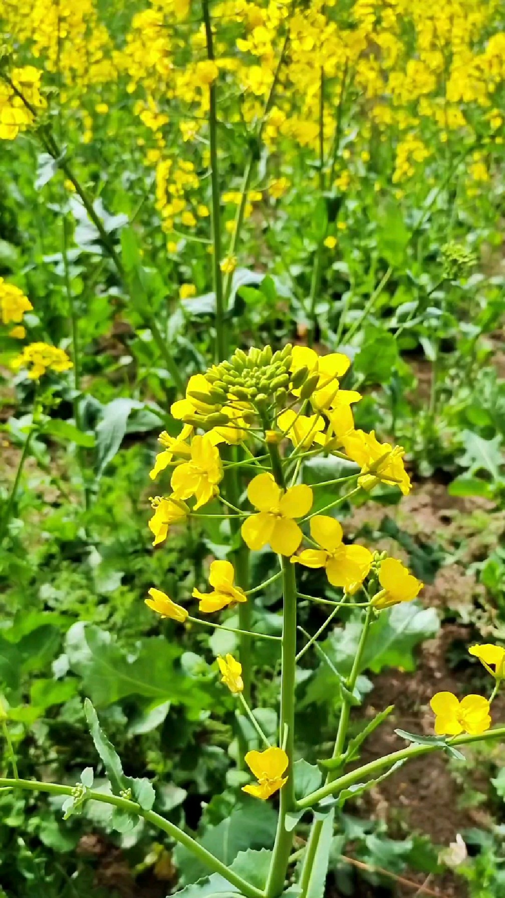 春天的油菜花,也是美美哒