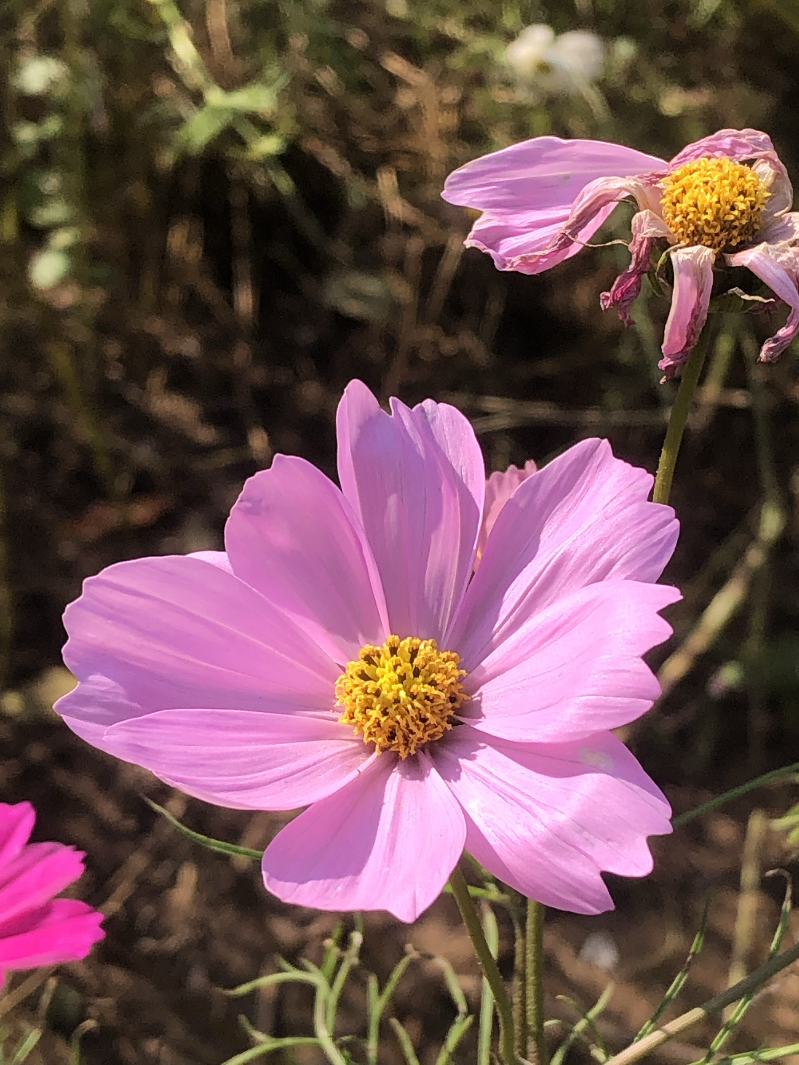 秋日漫步# 格桑花,又称格桑梅朵,在藏语中意味着"幸福之花",主要生长