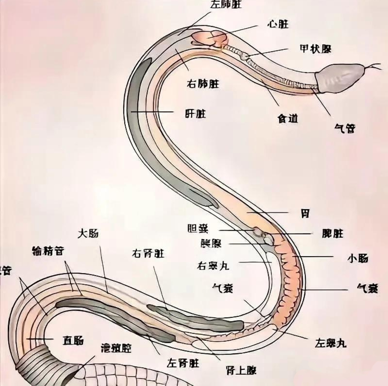因为蛇的七寸有着很多的重要器官,七寸的地方是心脏,肺