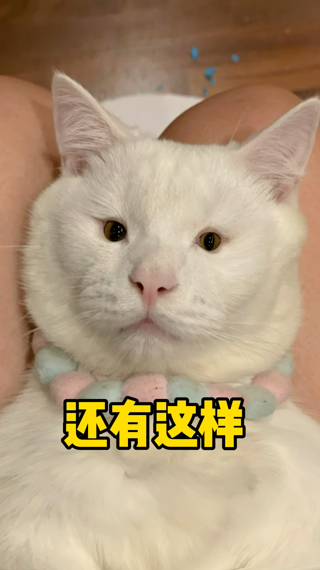 小呀小猫咪知乎图片