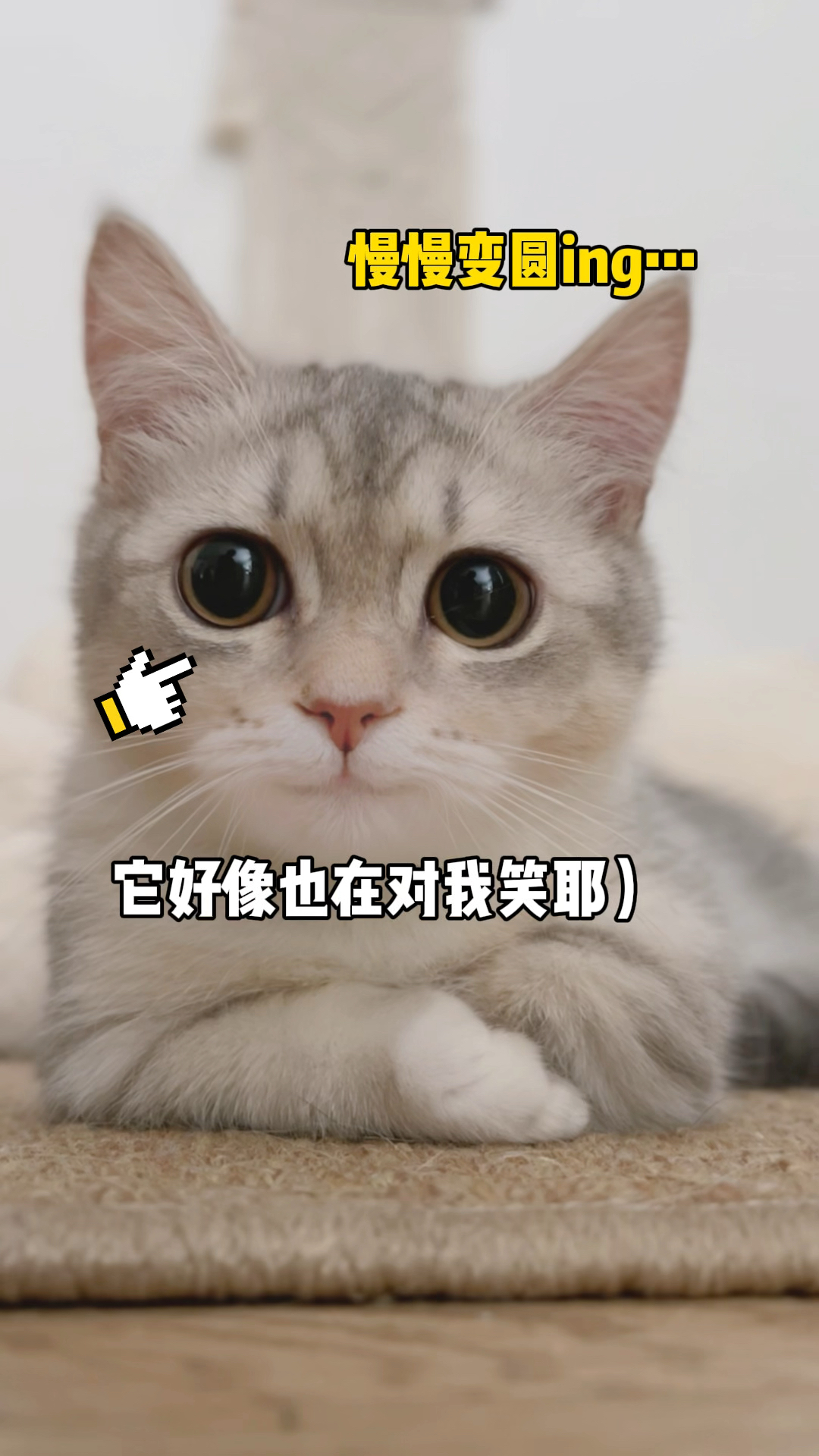 我家猫好像真的会为笑耶