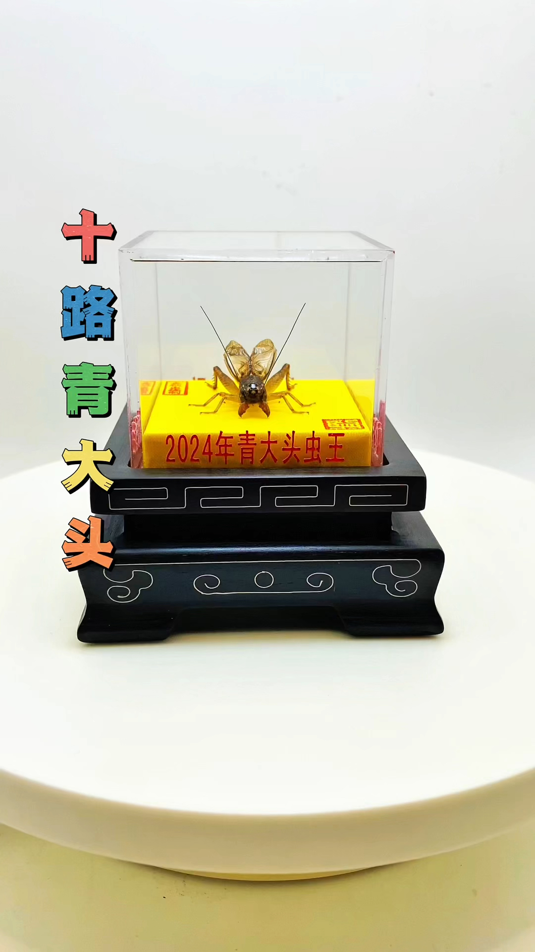 蟋蟀标本定制,永久珍藏将军风采!