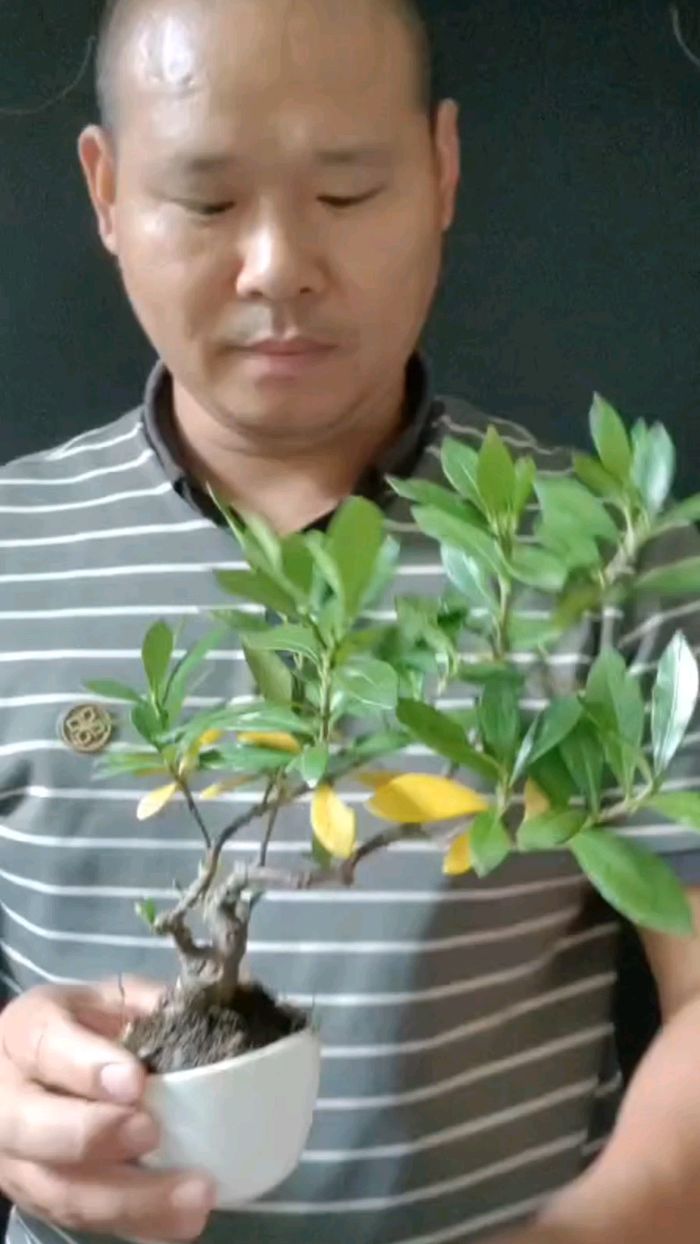 小盆景,掌上微型盆景盆栽,小叶栀子拇指盆栽素材