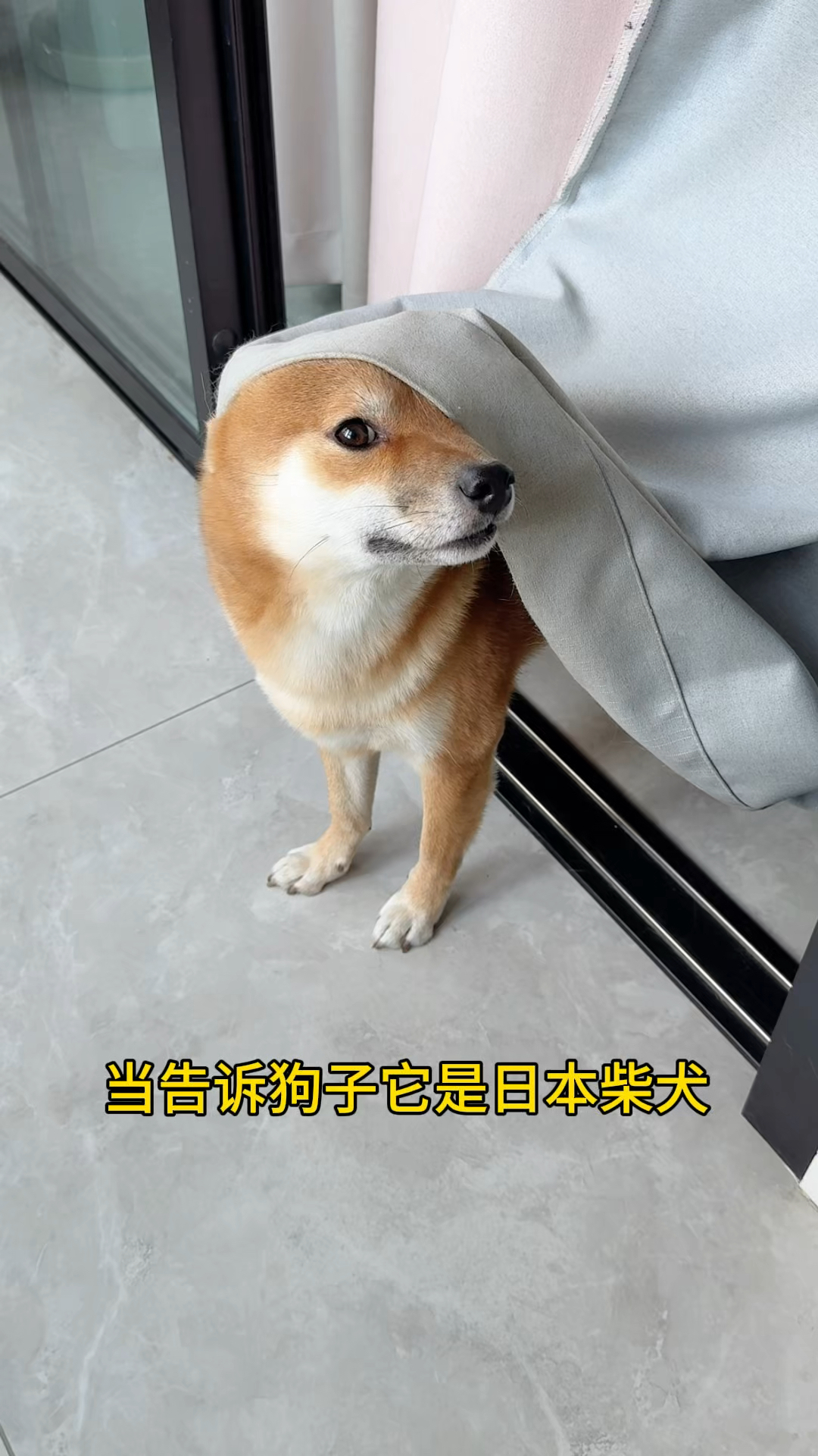 当告诉狗子它是日本柴犬!