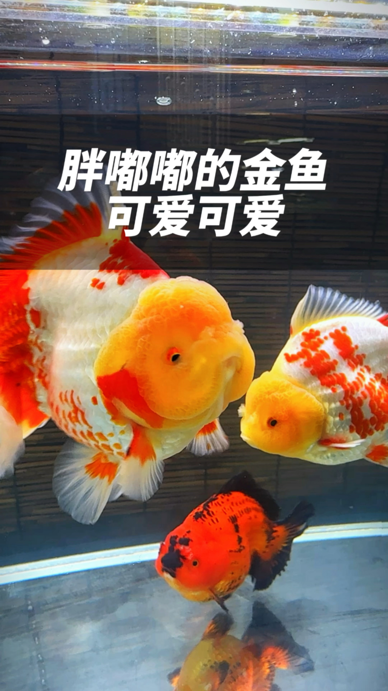 胖嘟嘟的金鱼实在太可爱了吧
