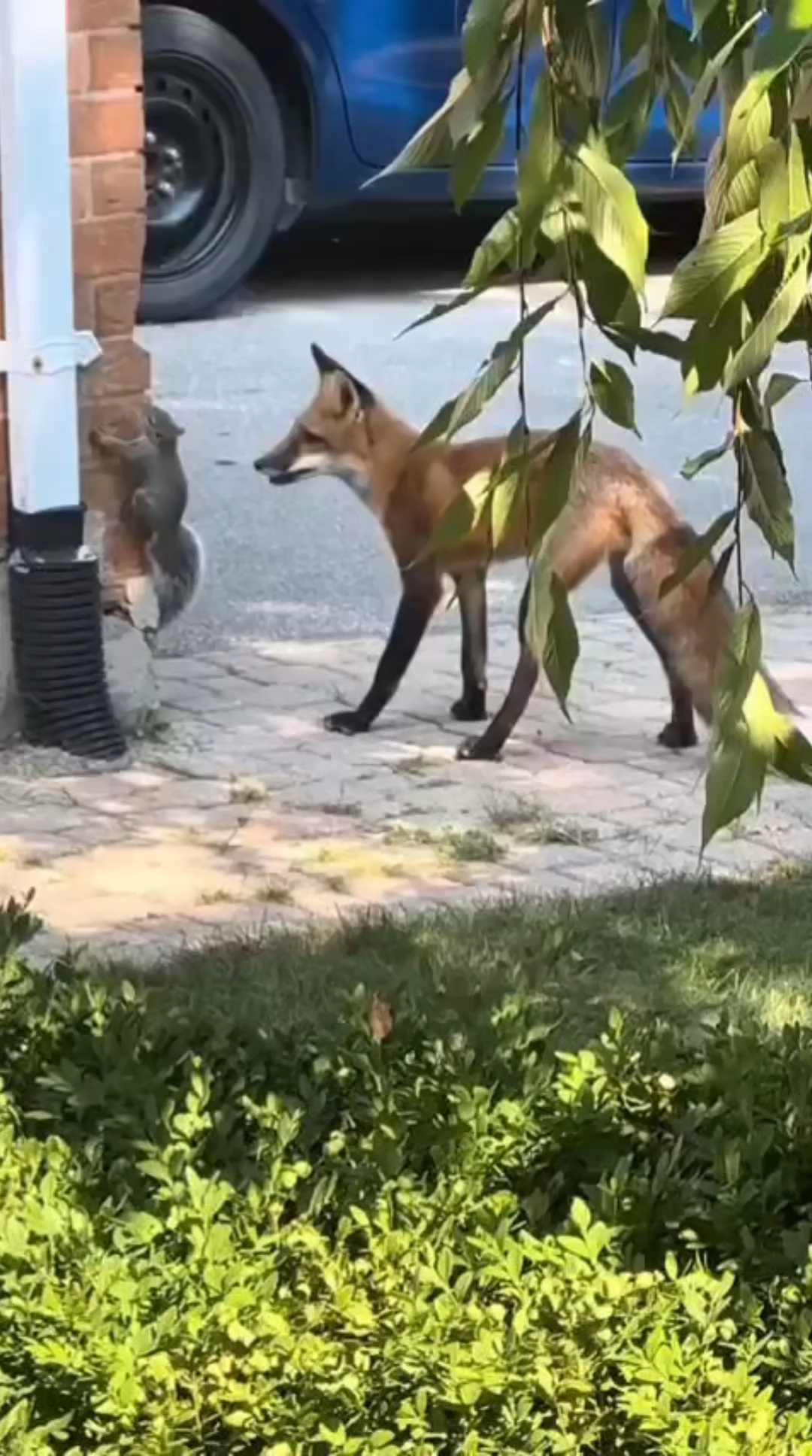 狐狸和松鼠互动!