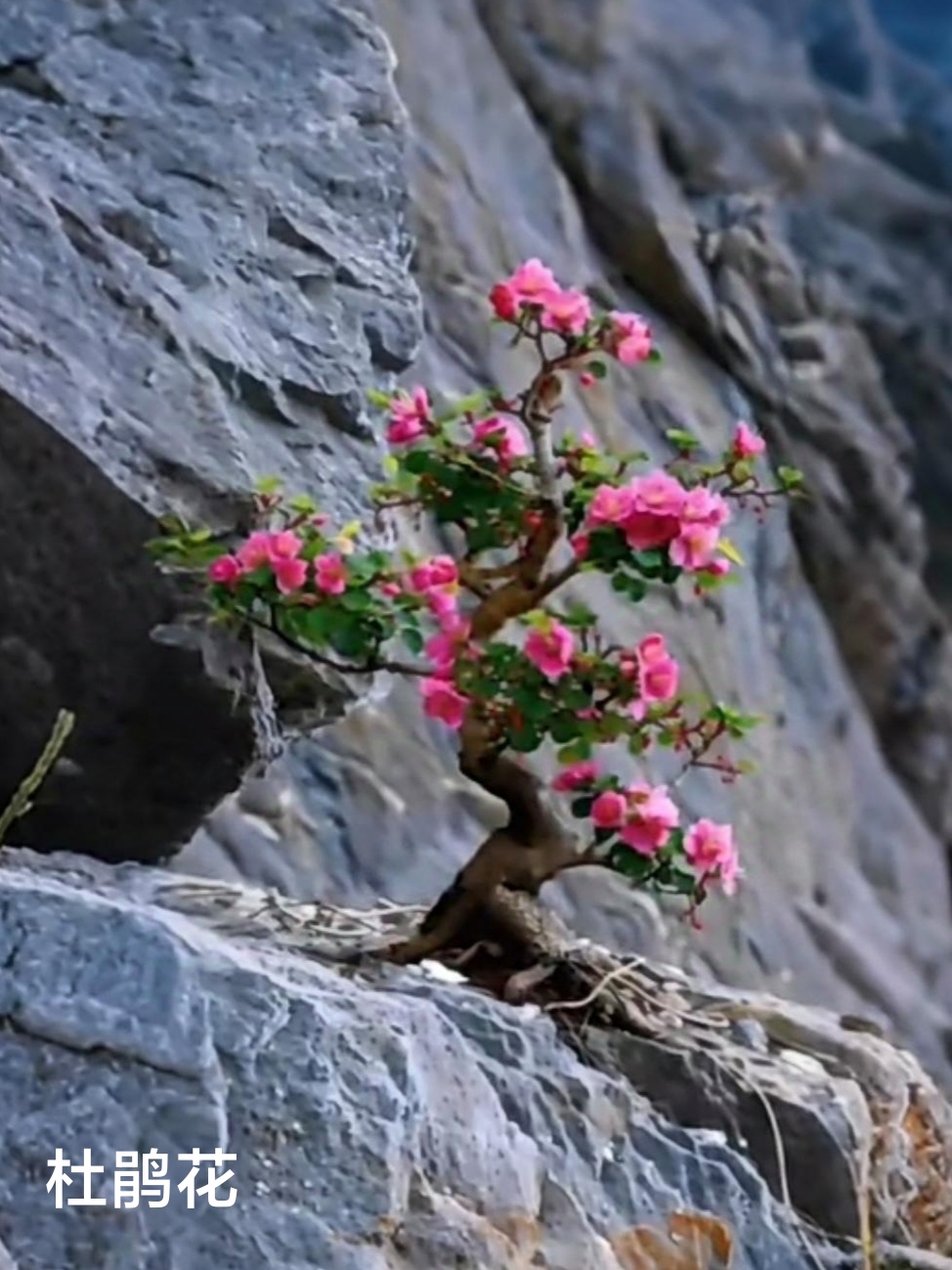 绽放美丽,人也一样,不管处在什么样的环境中,只要有不屈不挠的意志力