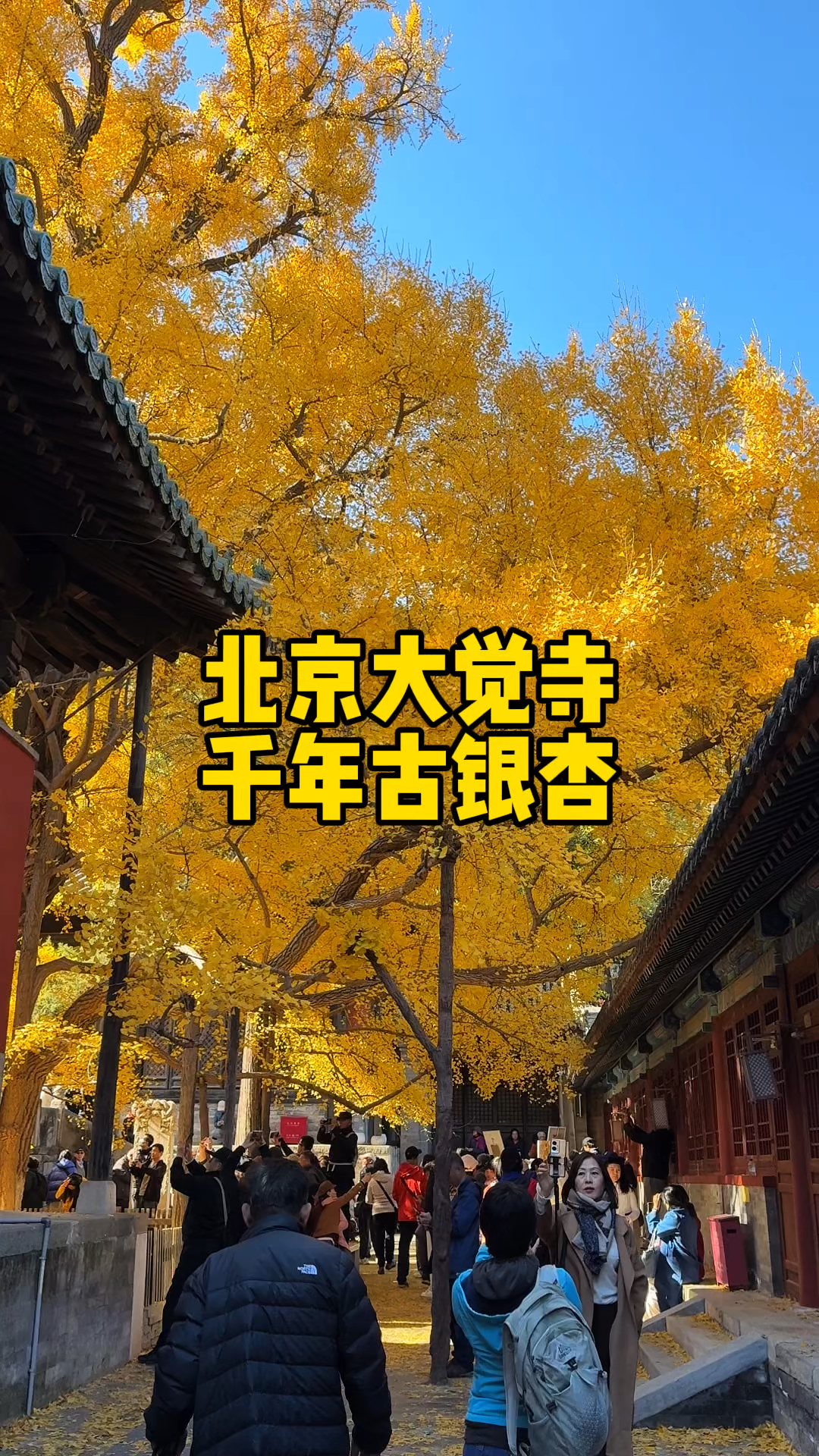 大觉寺银杏最佳观赏期图片