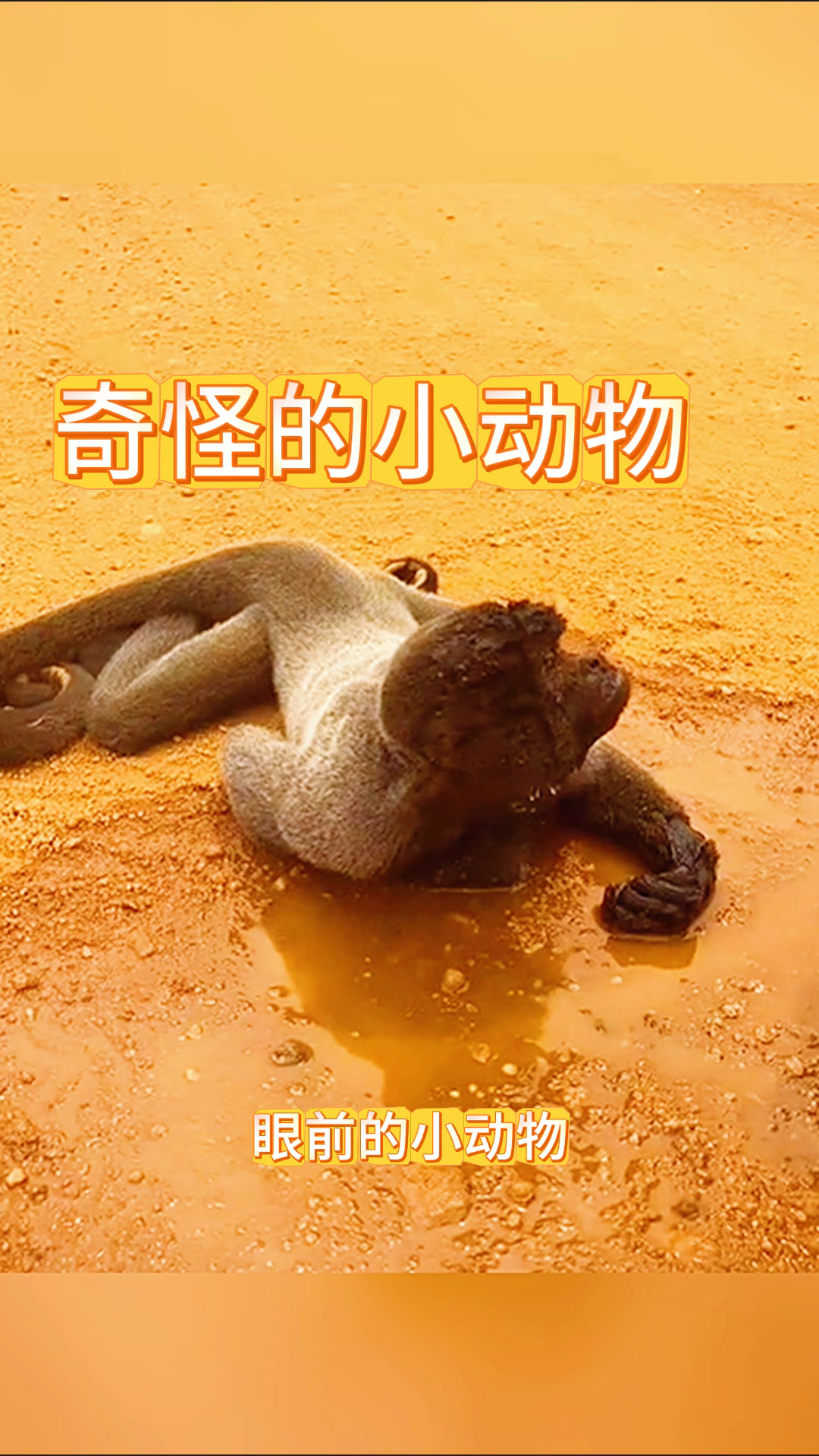 奇怪的小动物,长相太独特了