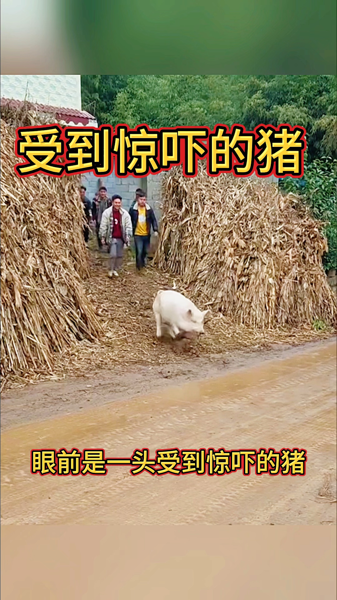 受到惊吓的猪,看见人的就跑