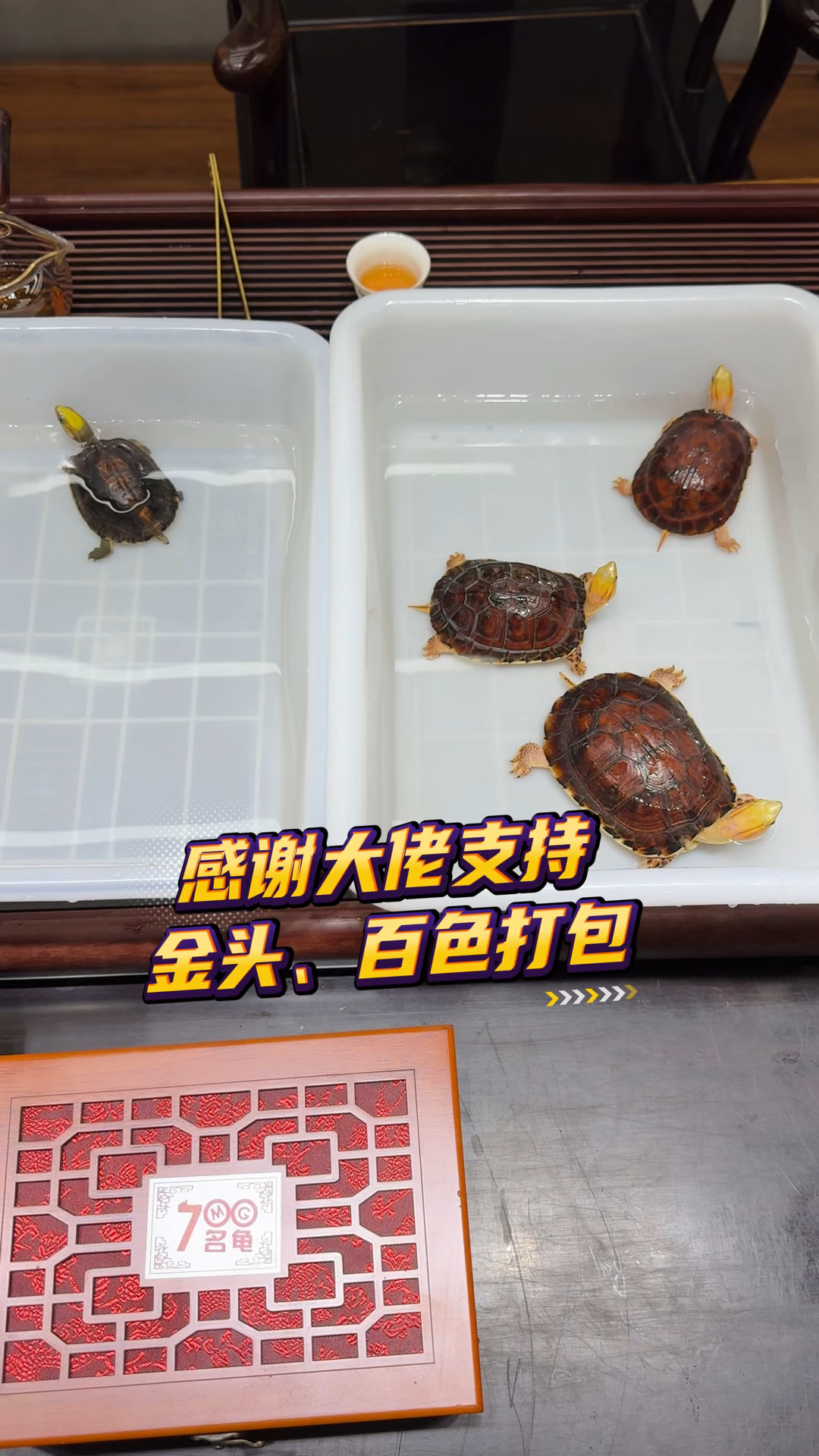 百色闭壳龟,经典一生!